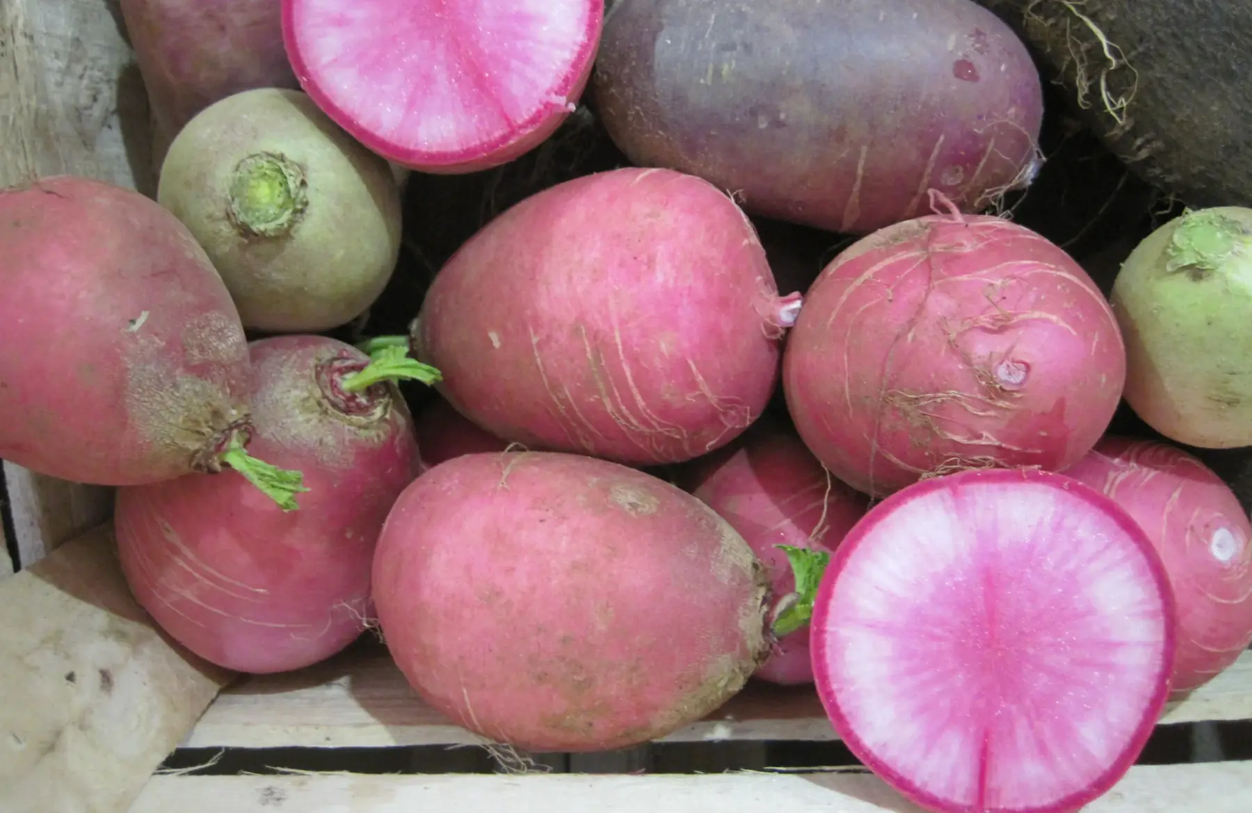 radis red meat ou rose