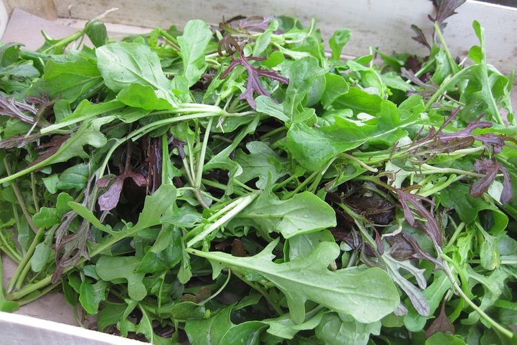 mesclun moutarde/cresson
