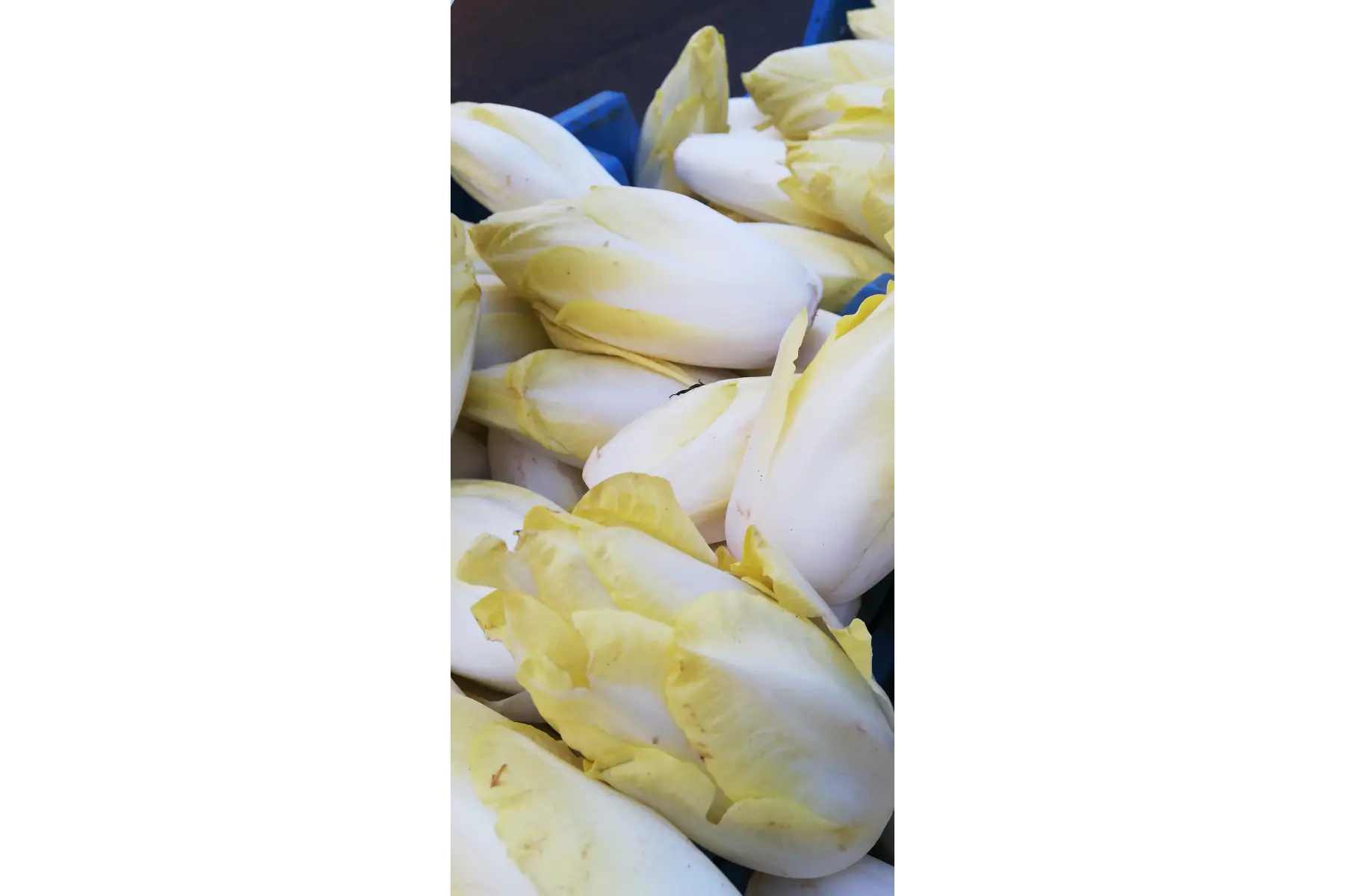 endive