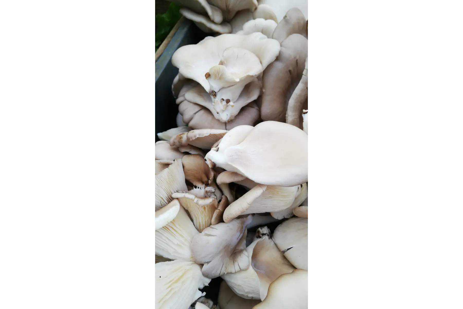 le jardin de la corne - perrine guinet