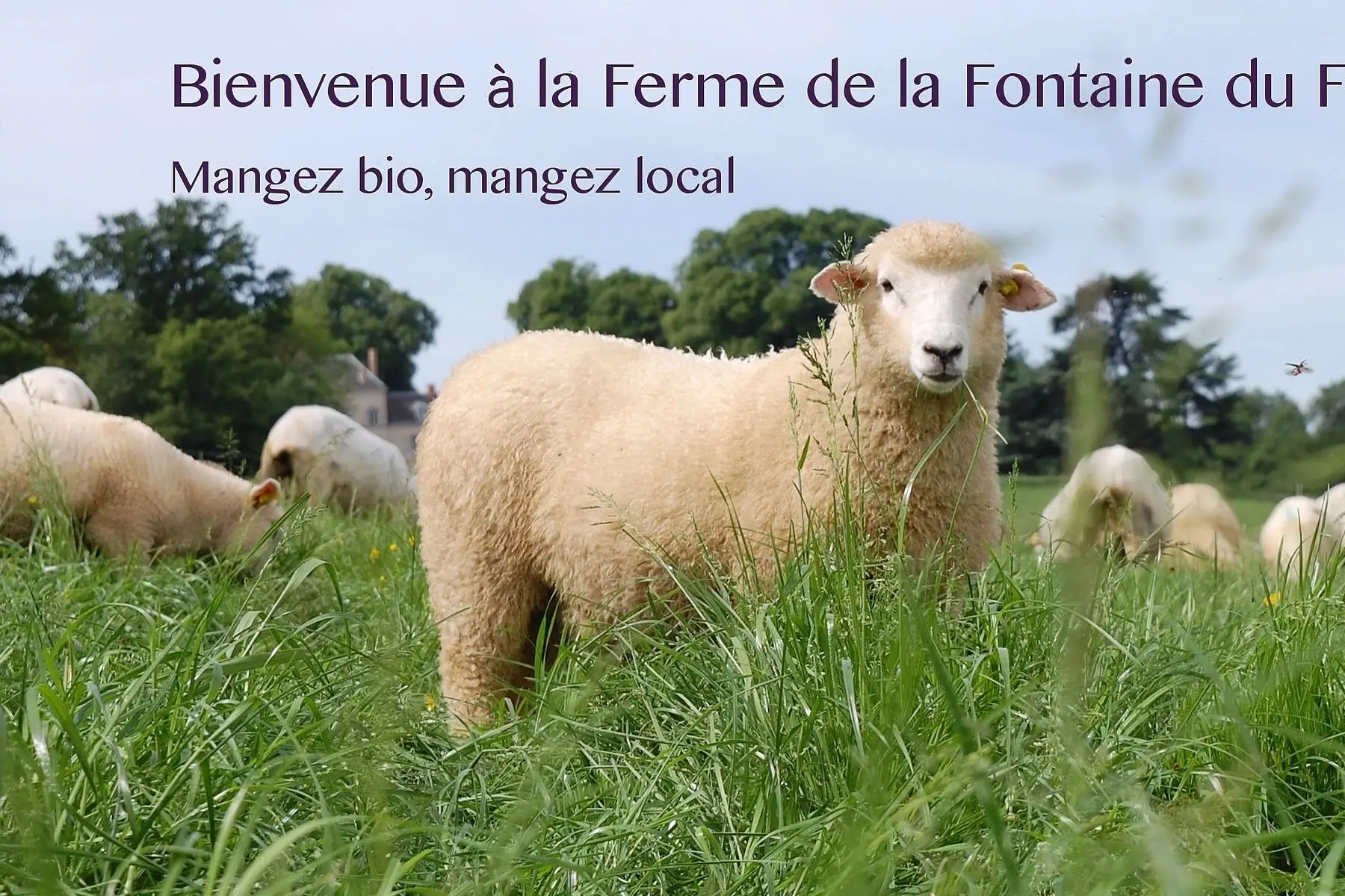 demi agneau bio gigot tranché