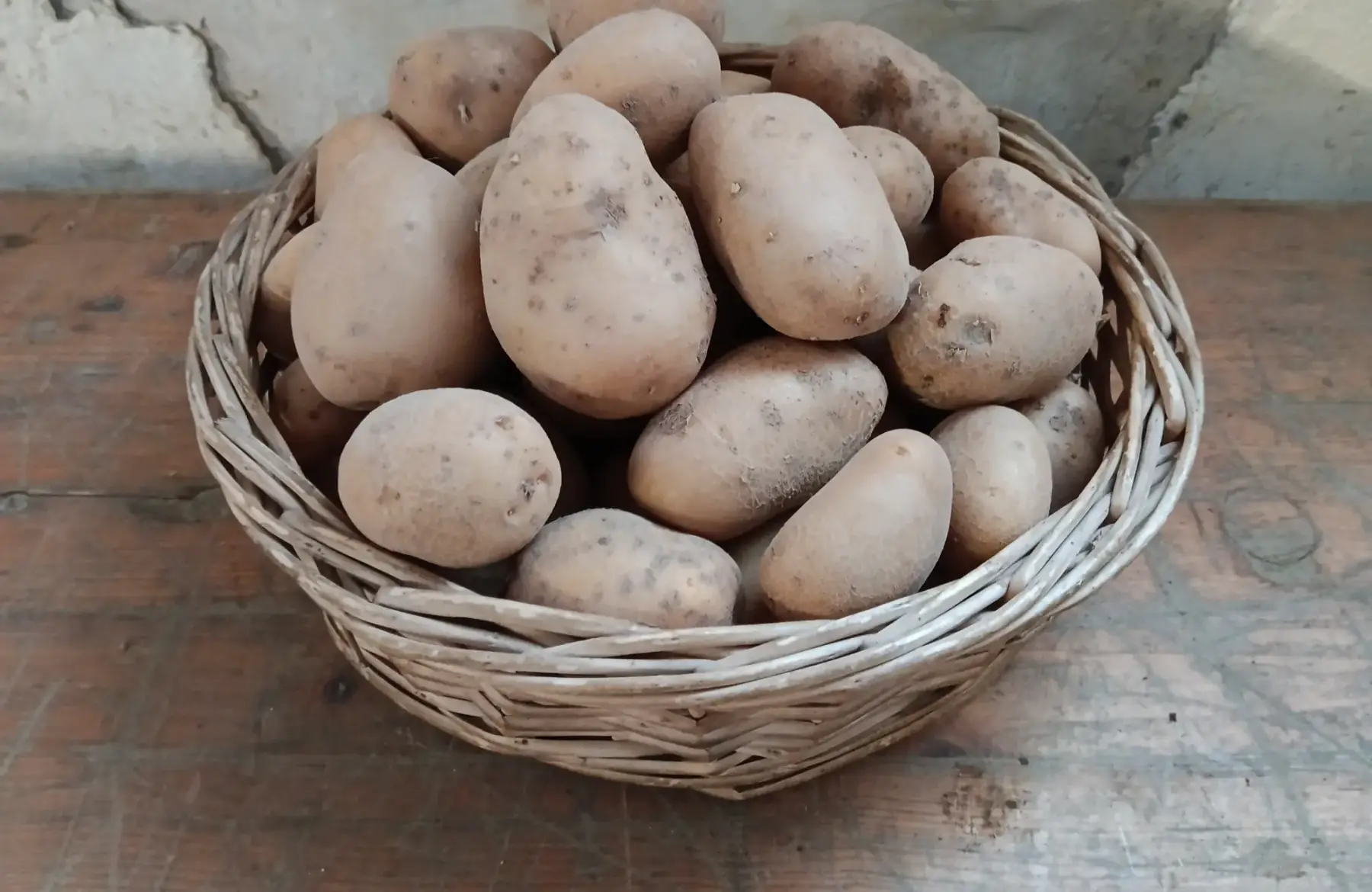 Pomme de terre de conservation chair tendre , variété AGRIA