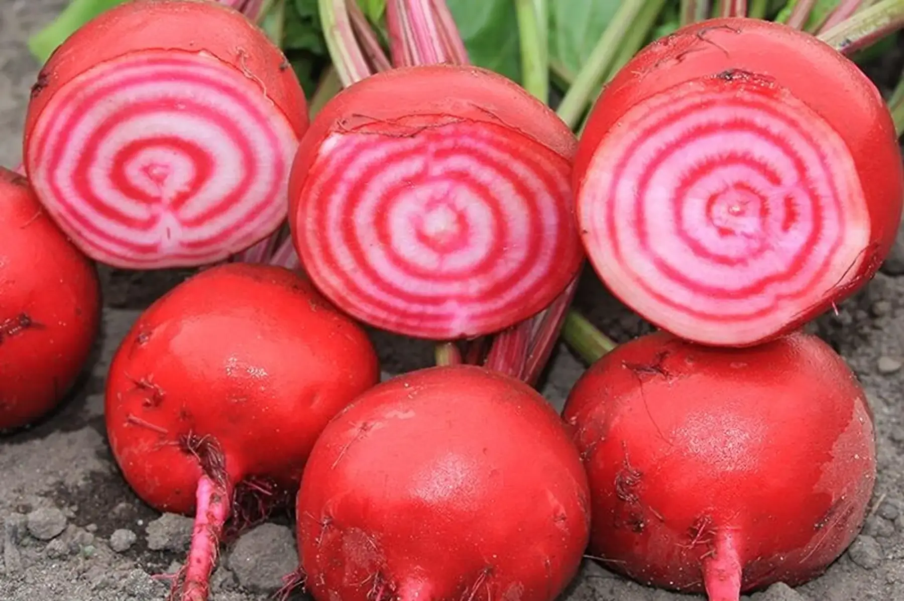 Betterave rose crue