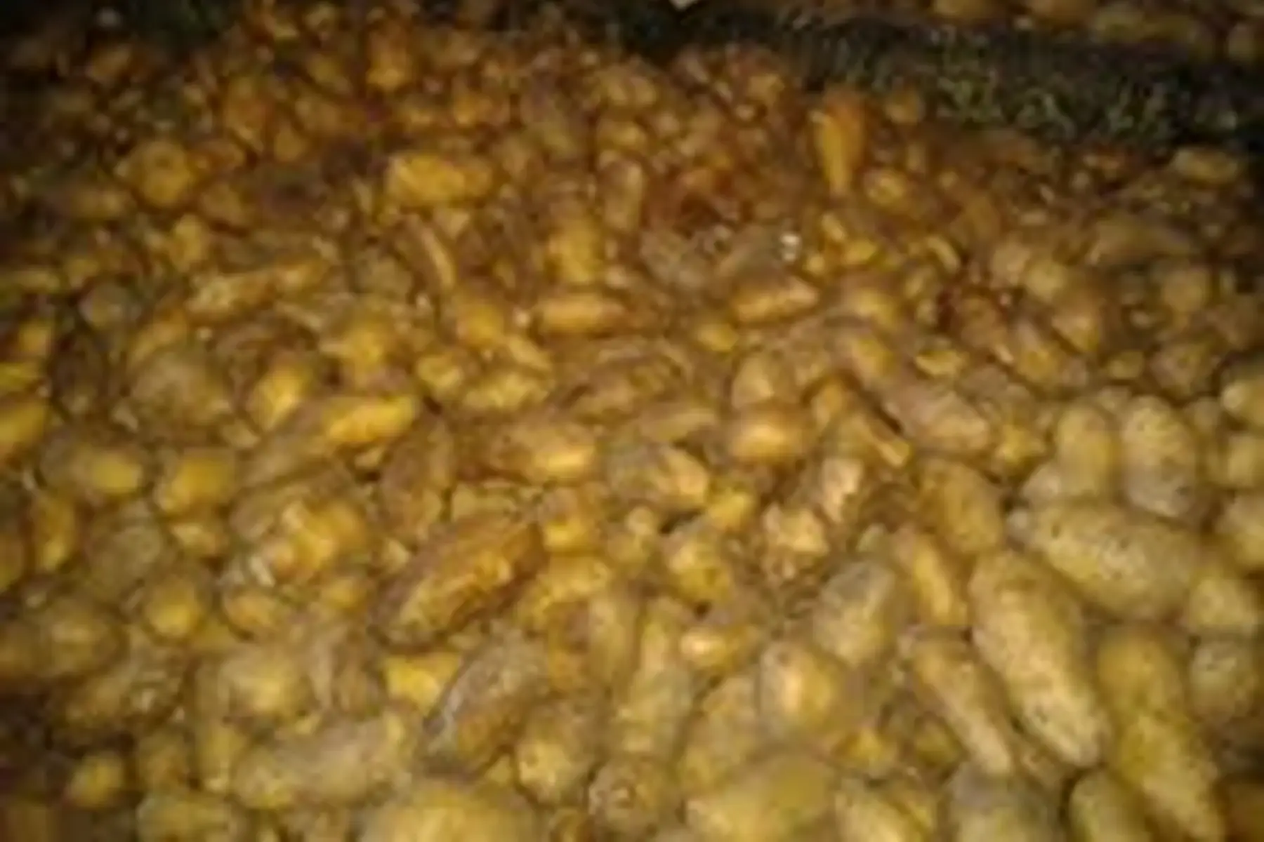 pomme de terre