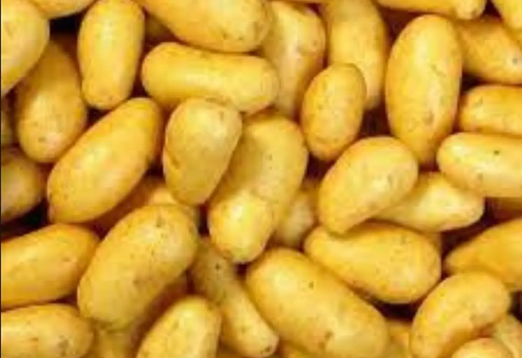 pommes de terre nouvelles