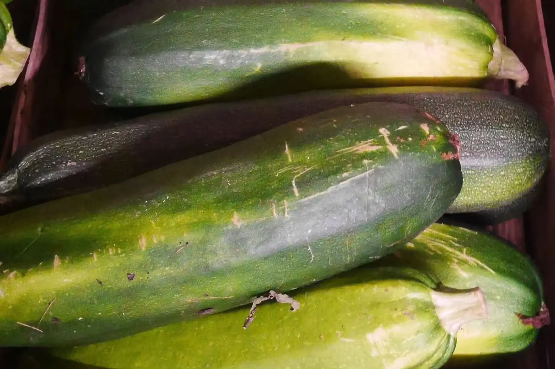 courgettes à farcir