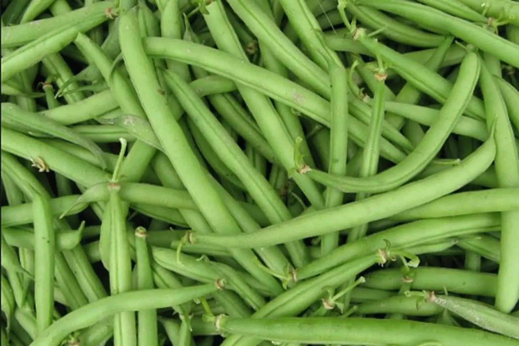 haricots verts