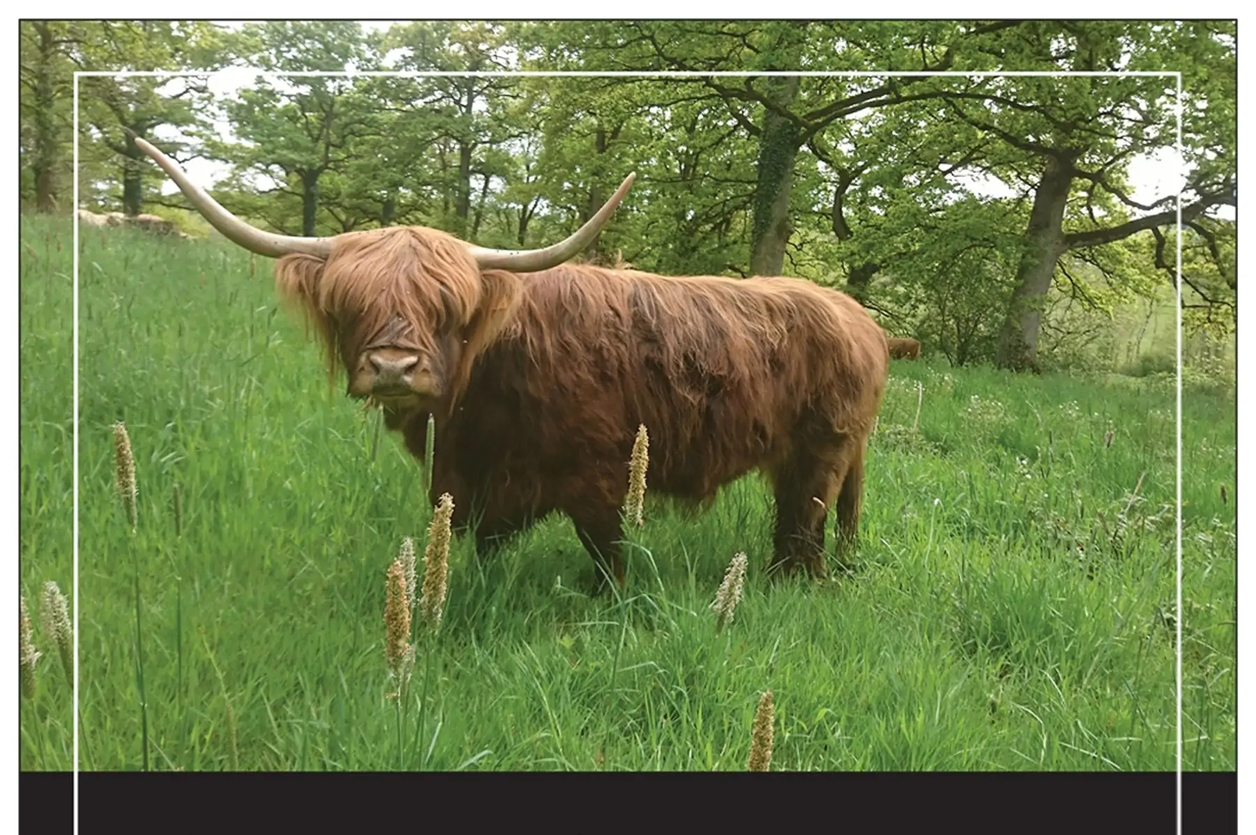 colis de boeuf highland