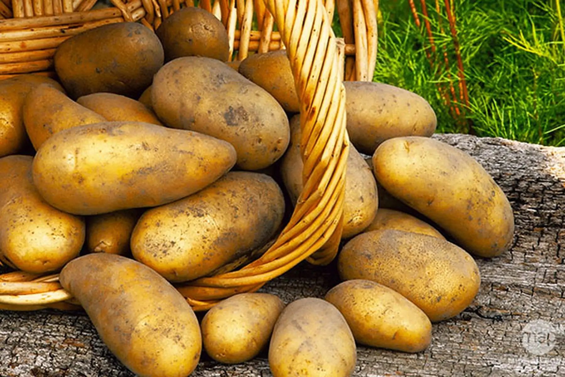 pomme de terre "agria" (chair tendre)