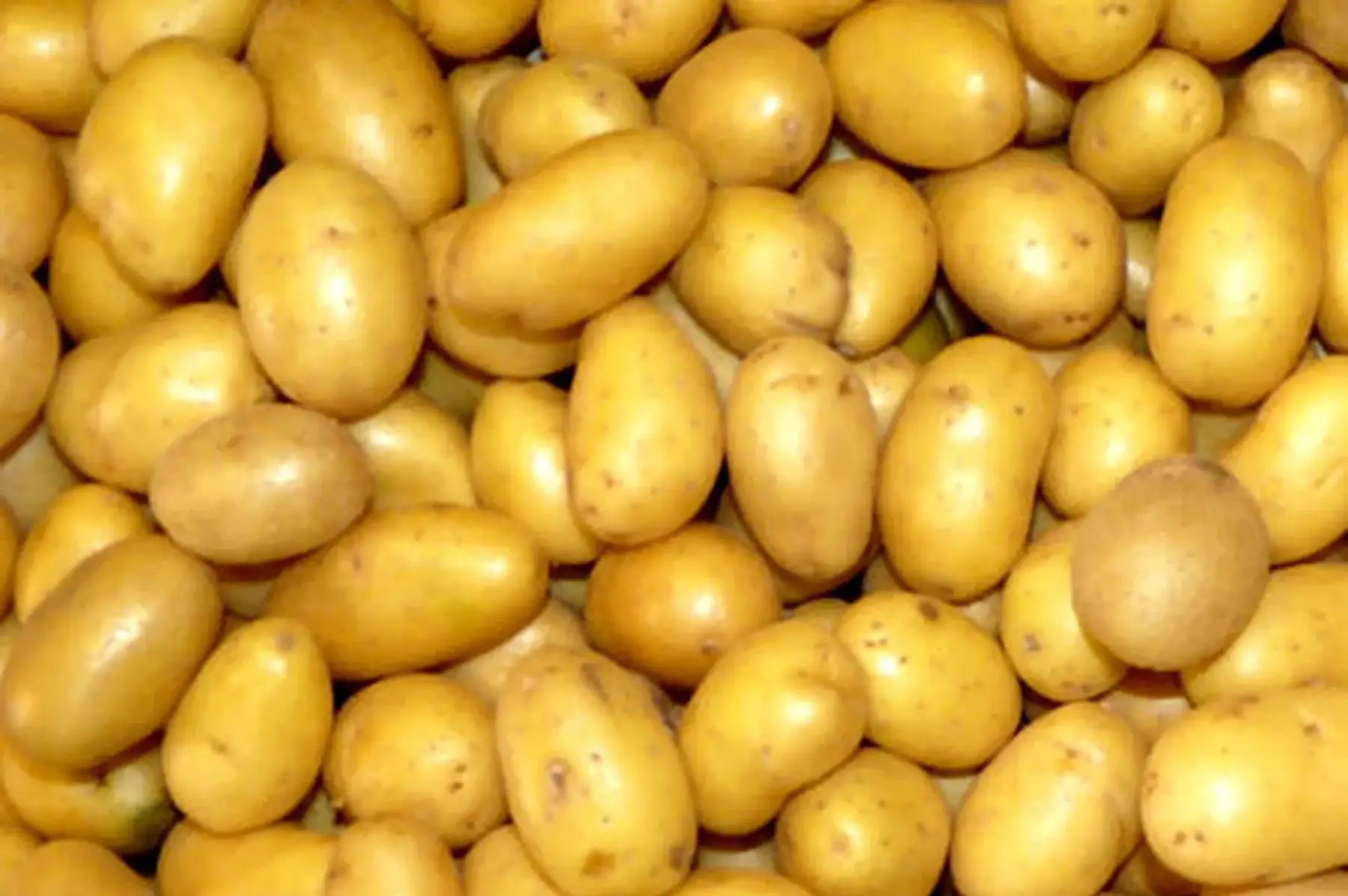 pomme de terre nouvelles / filet 3kg