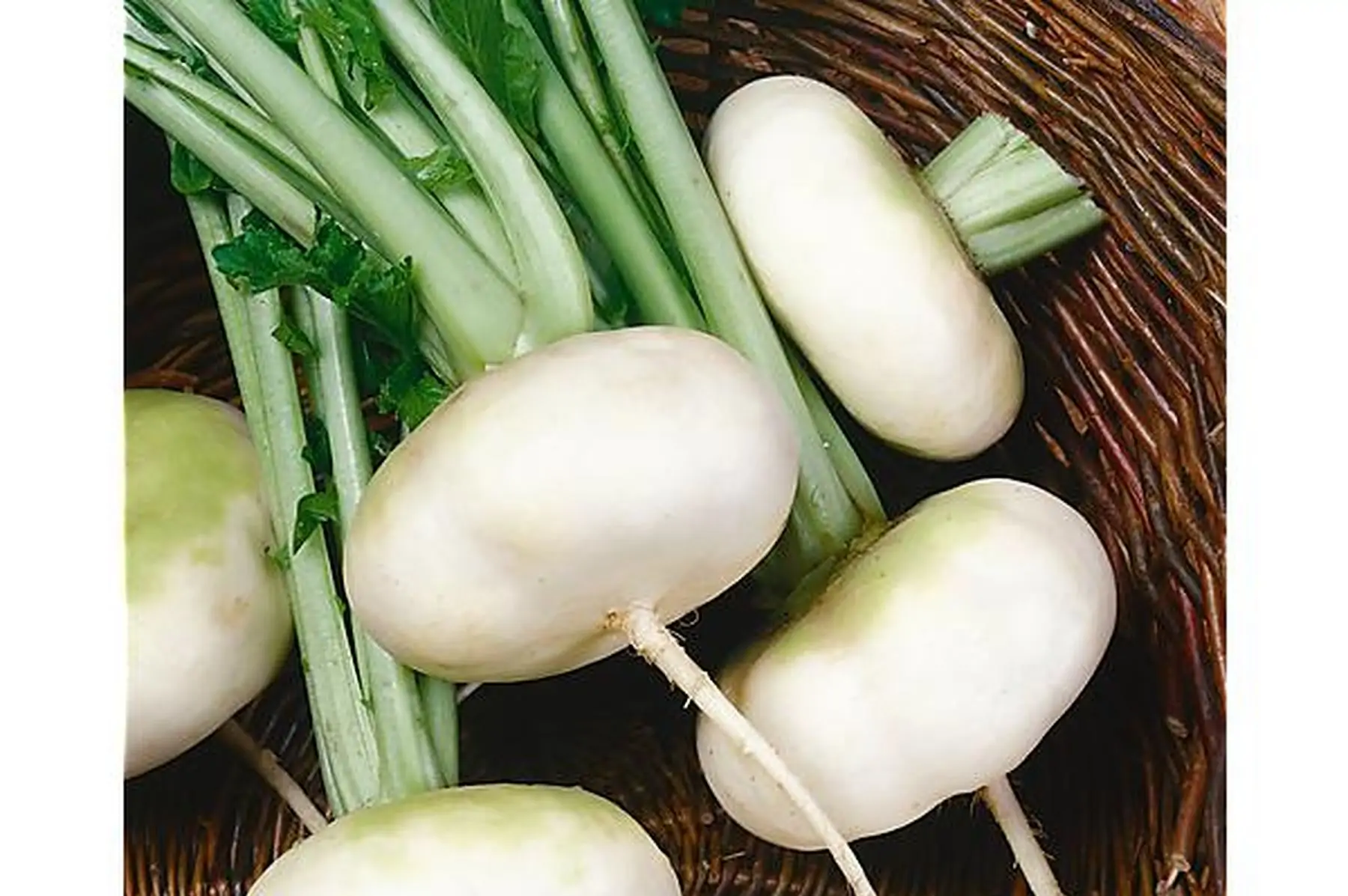 navet blanc snow ball