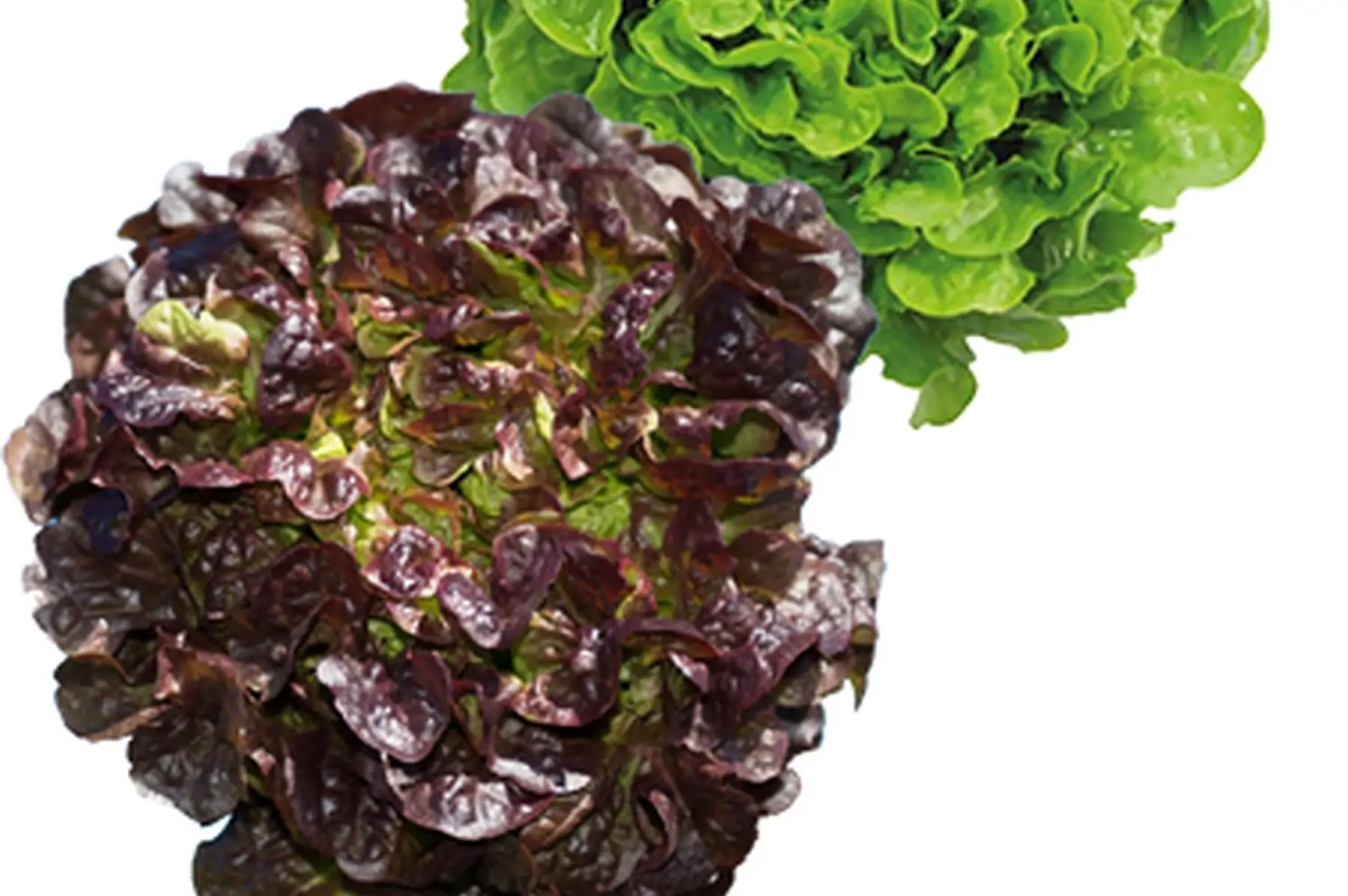 salades feuille de chene rouge