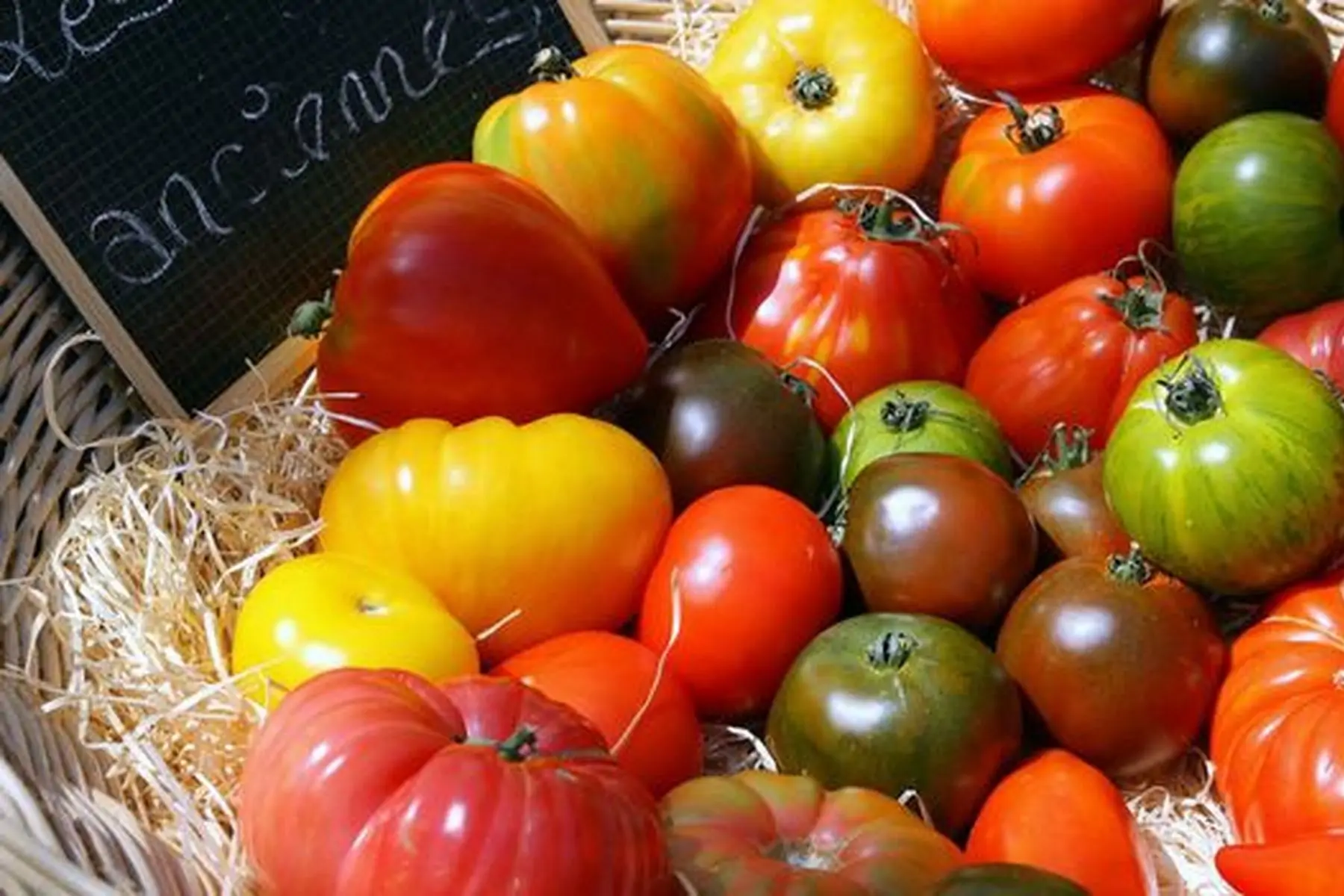 tomates anciennes