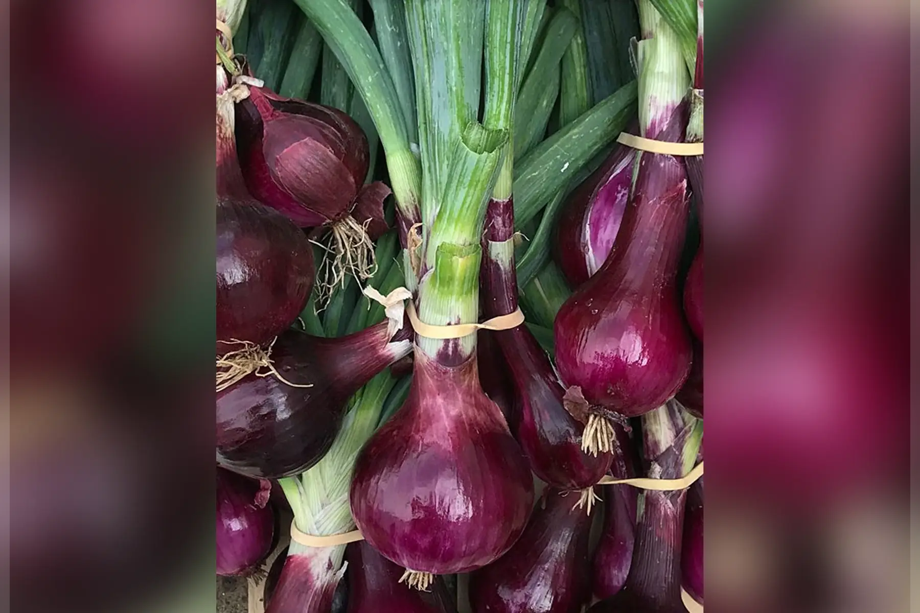 oignons rouge frais en botte (300g)