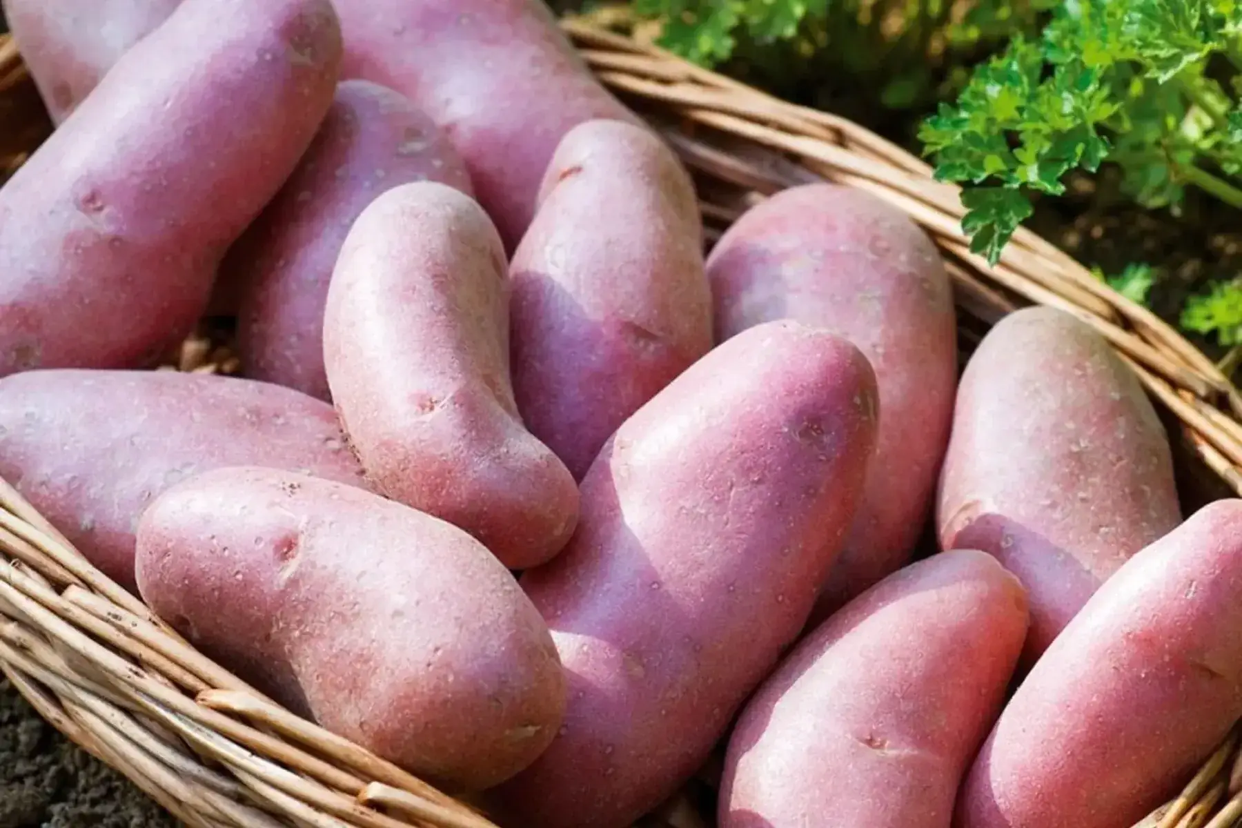 pomme de terre "alouette" (frites, purée, soupe)