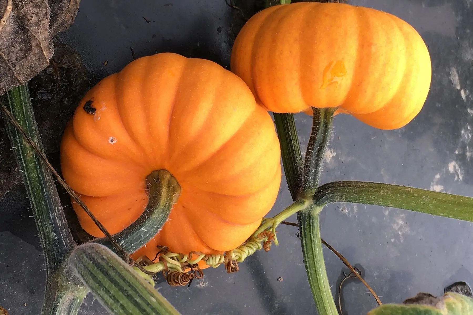 mini courge jack be little