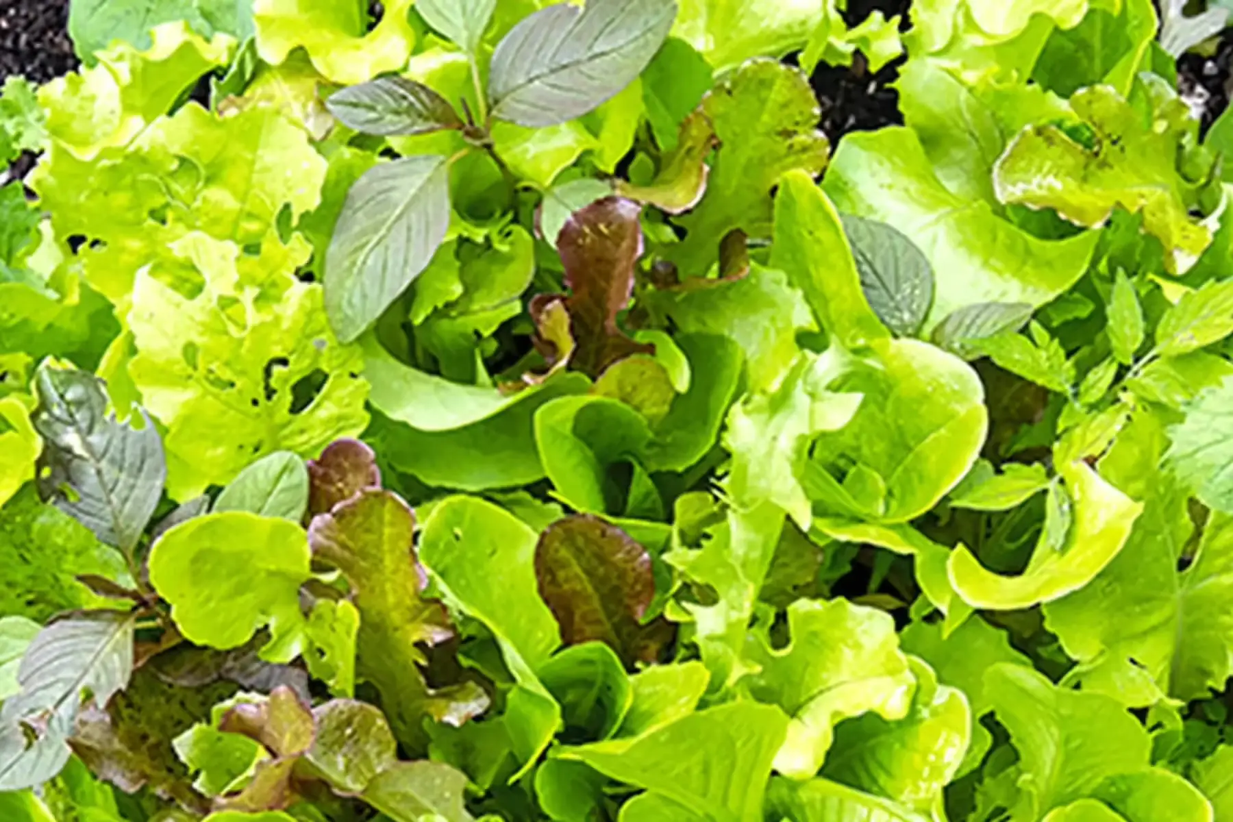 mesclun