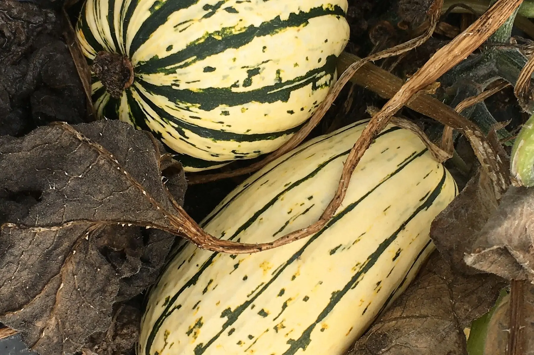 courge delicata