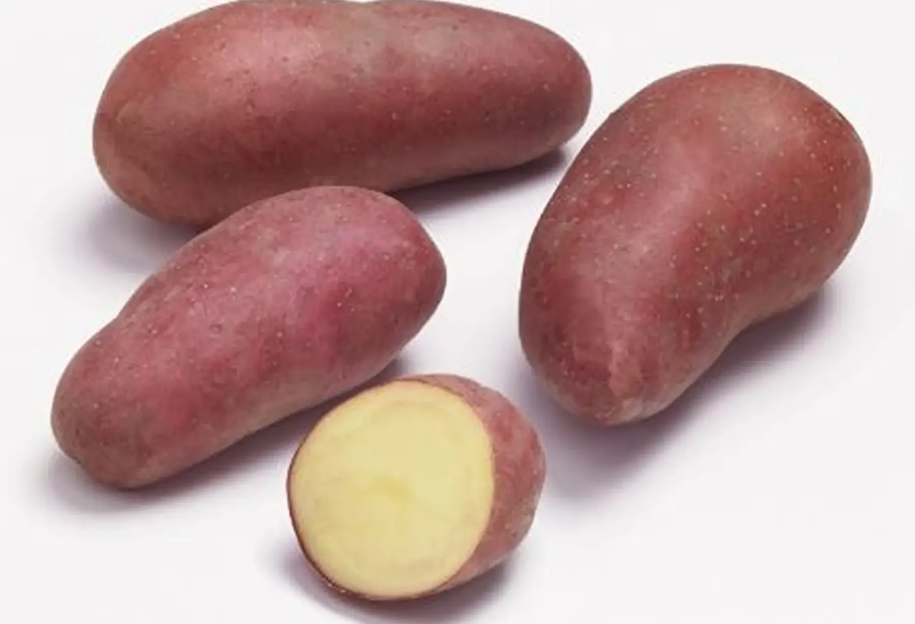 pomme de terre "Alouette"