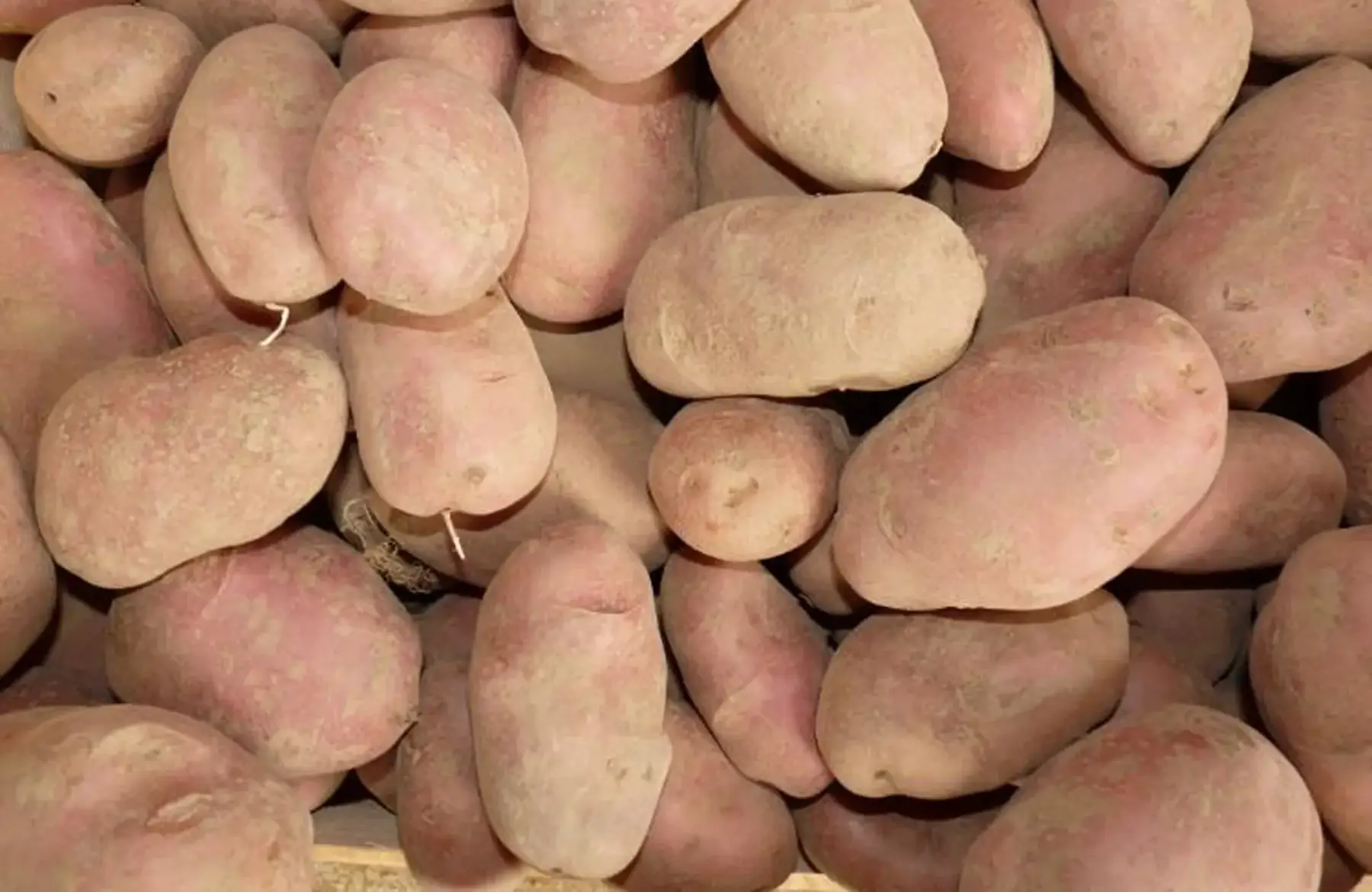 pomme de terre rosabelle