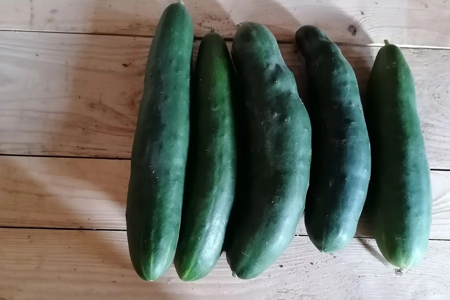 promo concombres courts