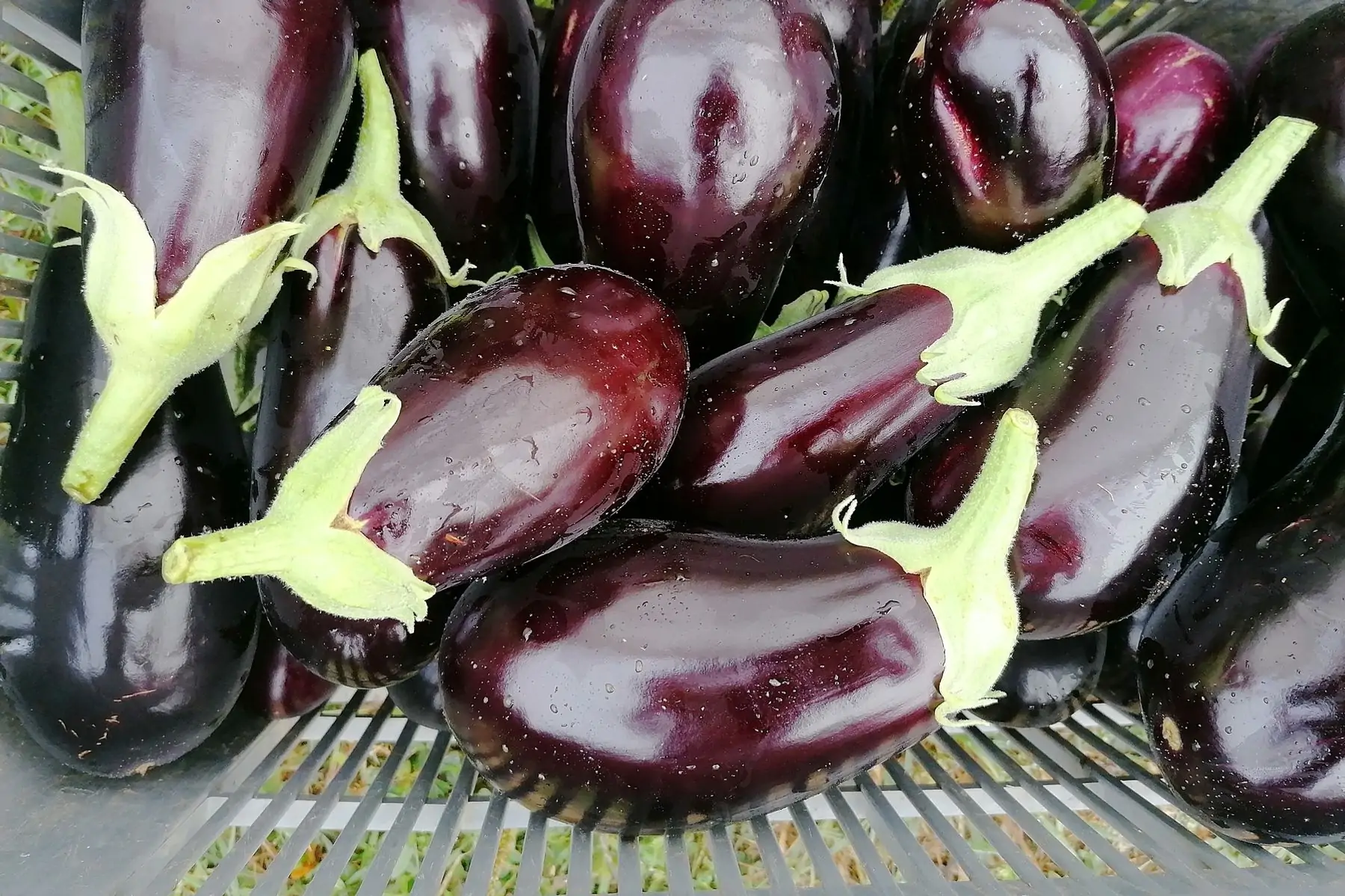 promo aubergines