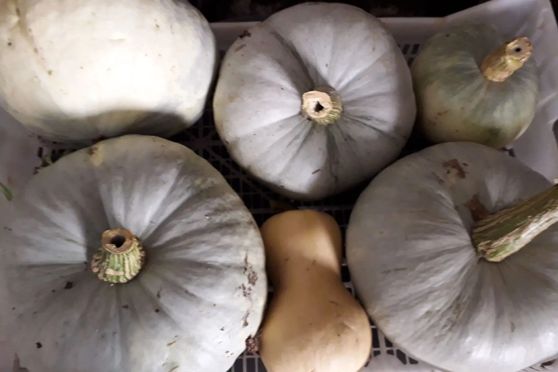 potiron bleu de hongrie