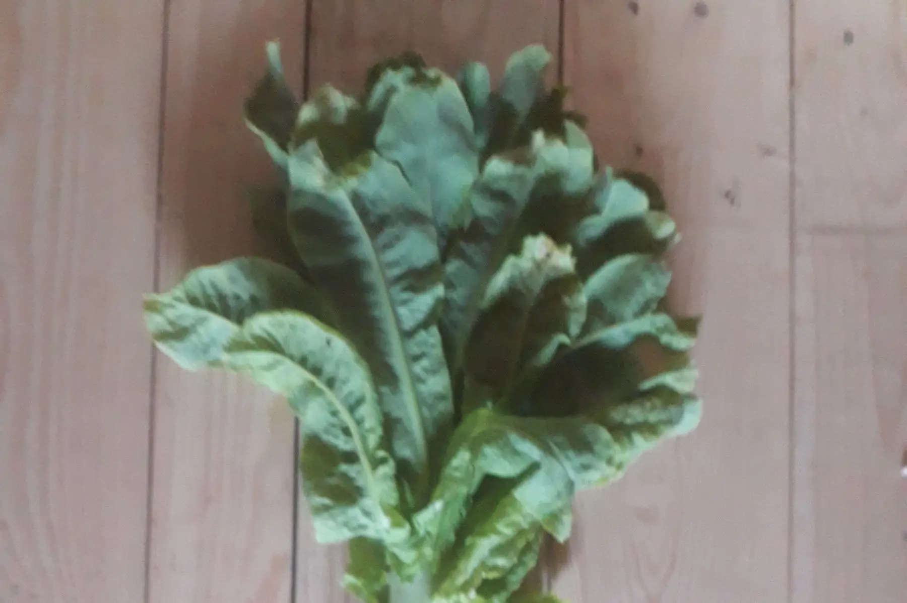 laitue asperge (celtuce)