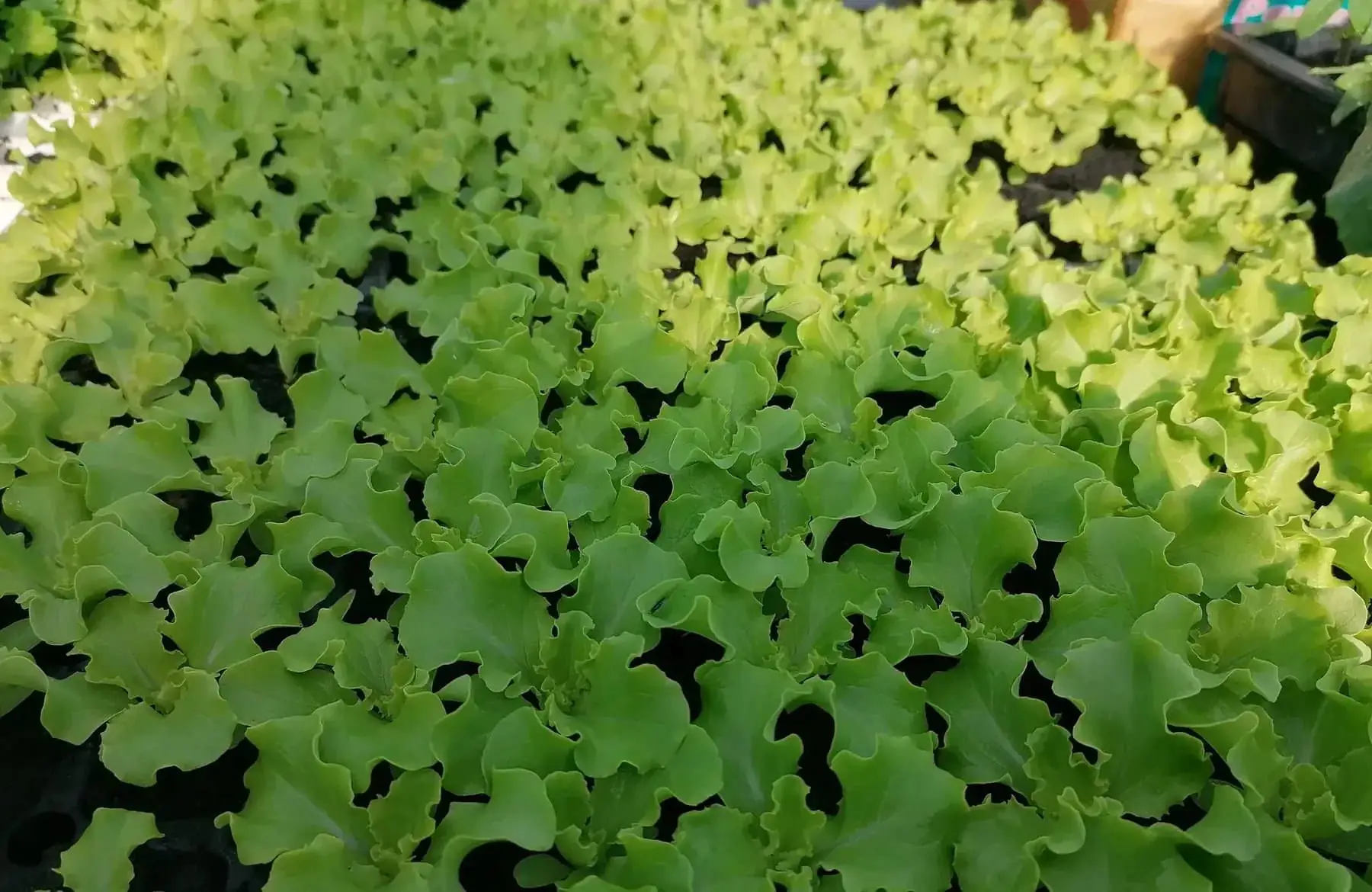 plant de salade (précommande et retrait s18 ou 19 selon si gel annoncé)