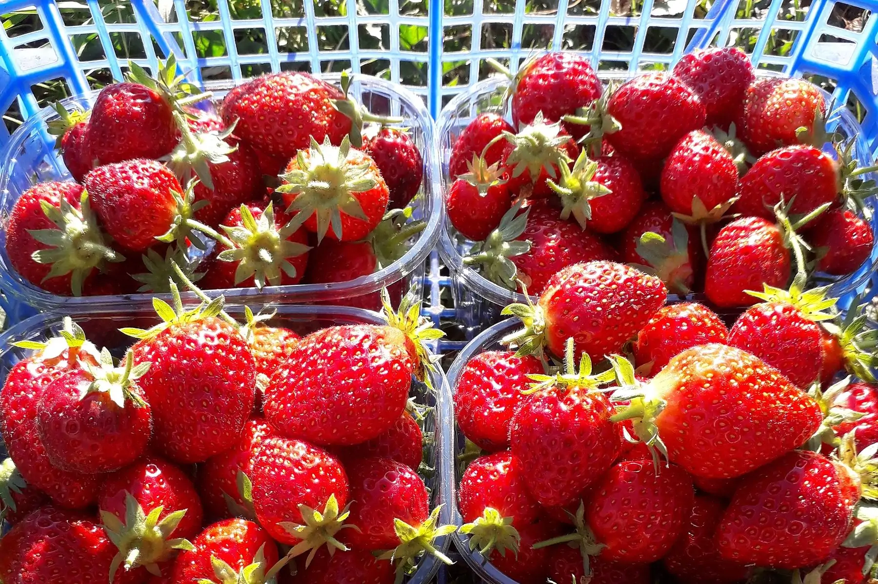 fraises