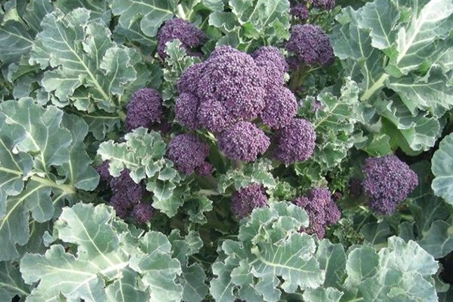 chou brocoli cima di rapa