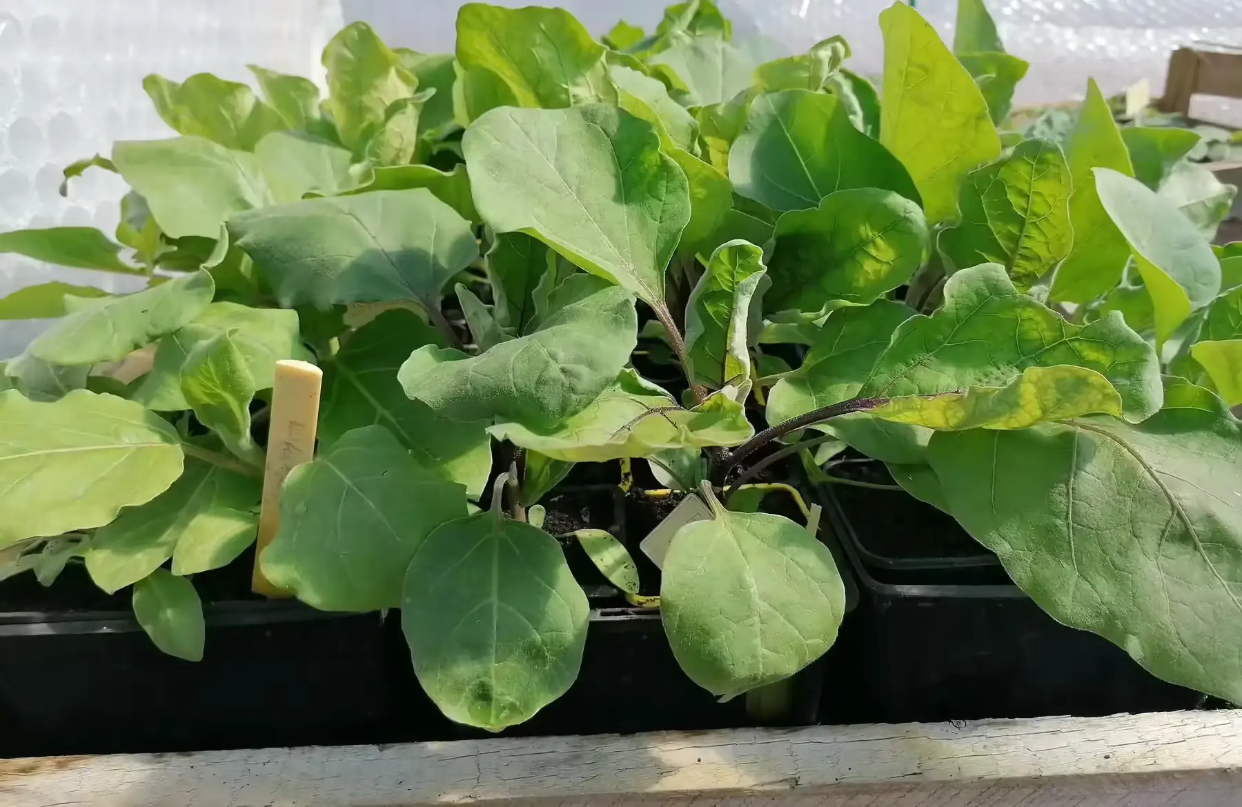 plant d'aubergine (précommande et retrait s18 ou 19 selon si gel annoncé)