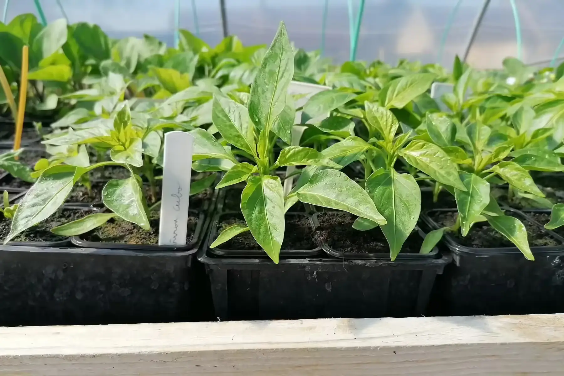 plant de poivron (précommande et retrait s18 ou 19 selon si gel annoncé)