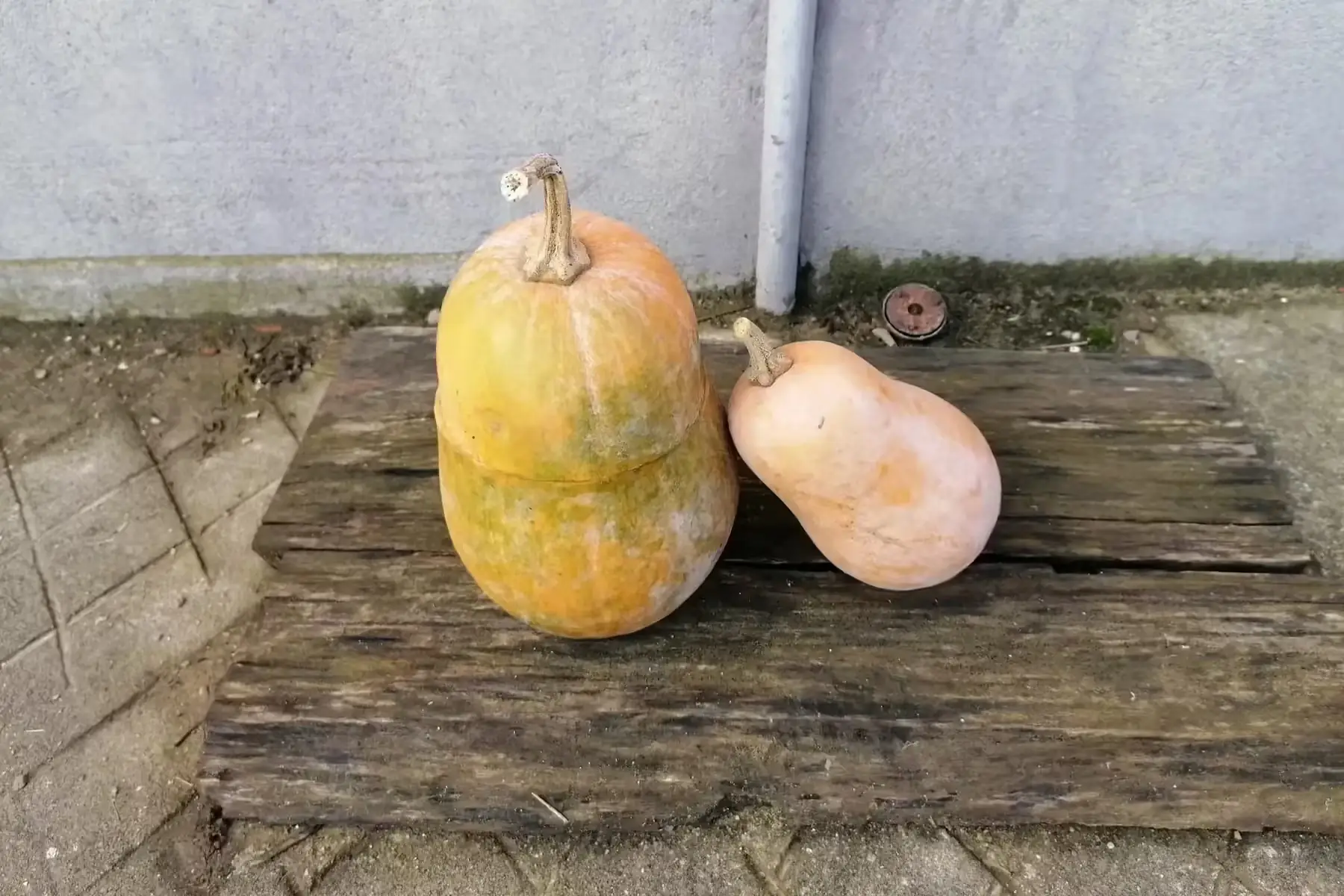 courge sucrine du berry