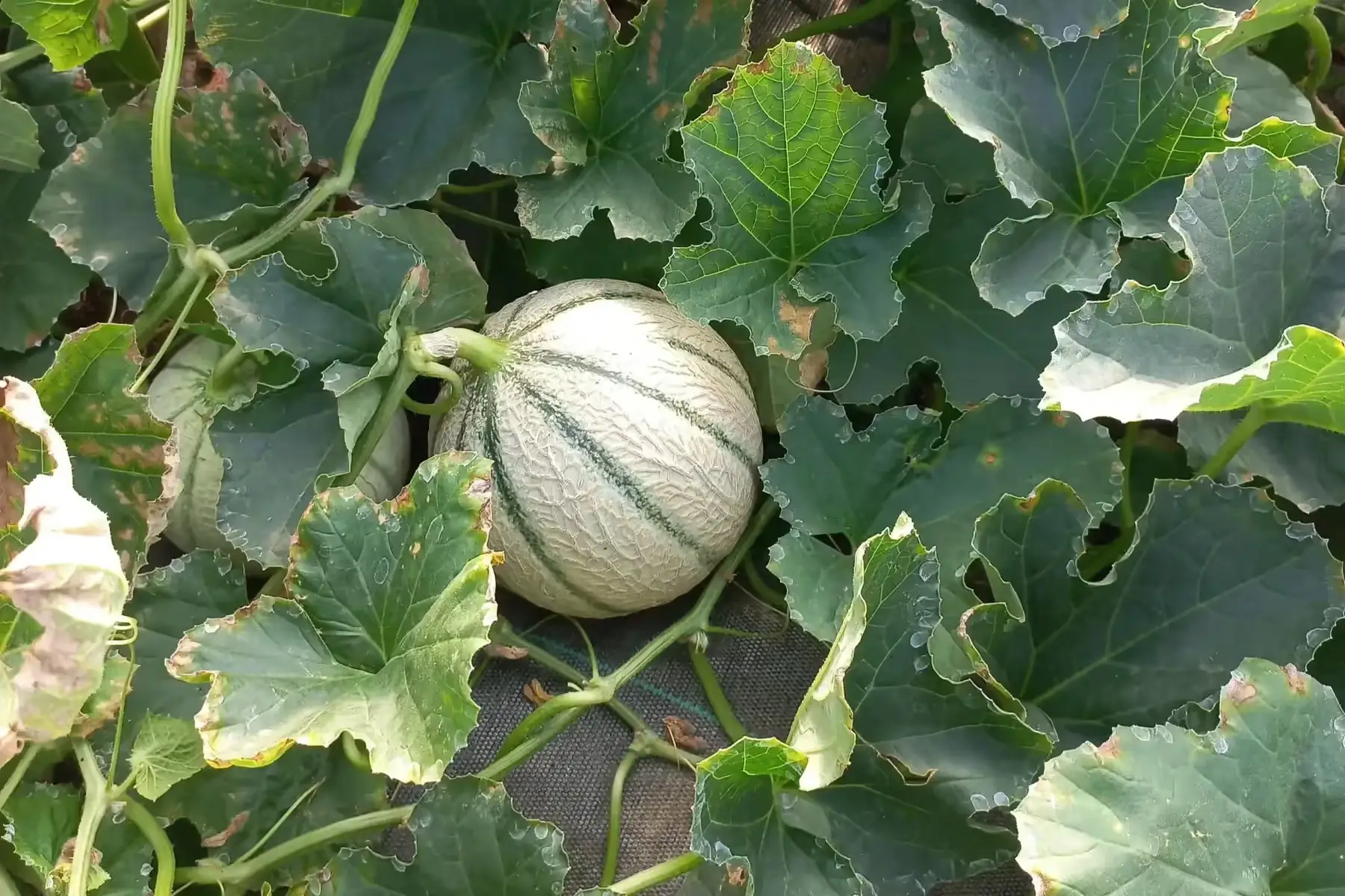 promo melons (2 achetés = 1 supplémentaire offert)