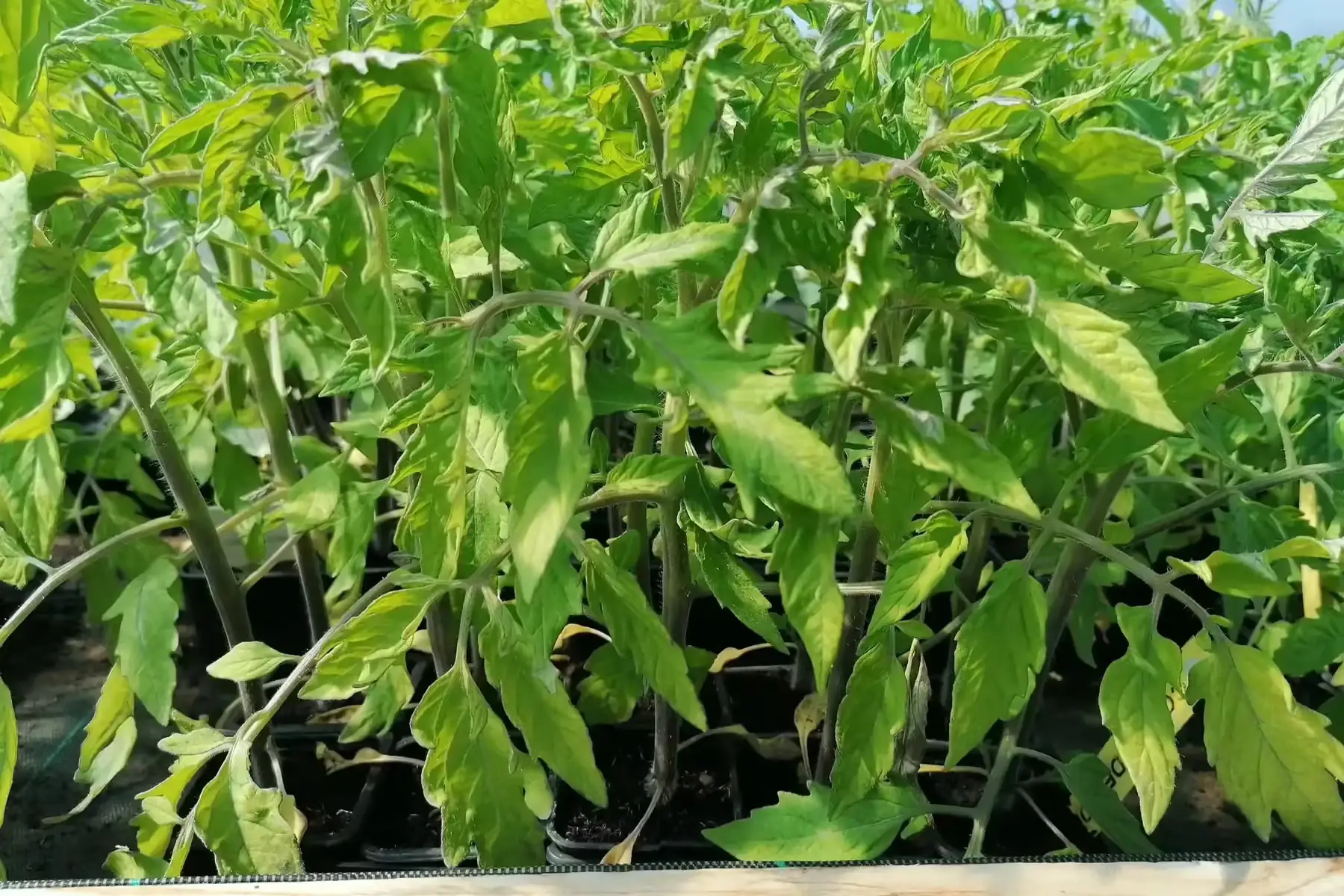 plant de tomate (précommande et retrait s18 ou 19 selon si gel annoncé)