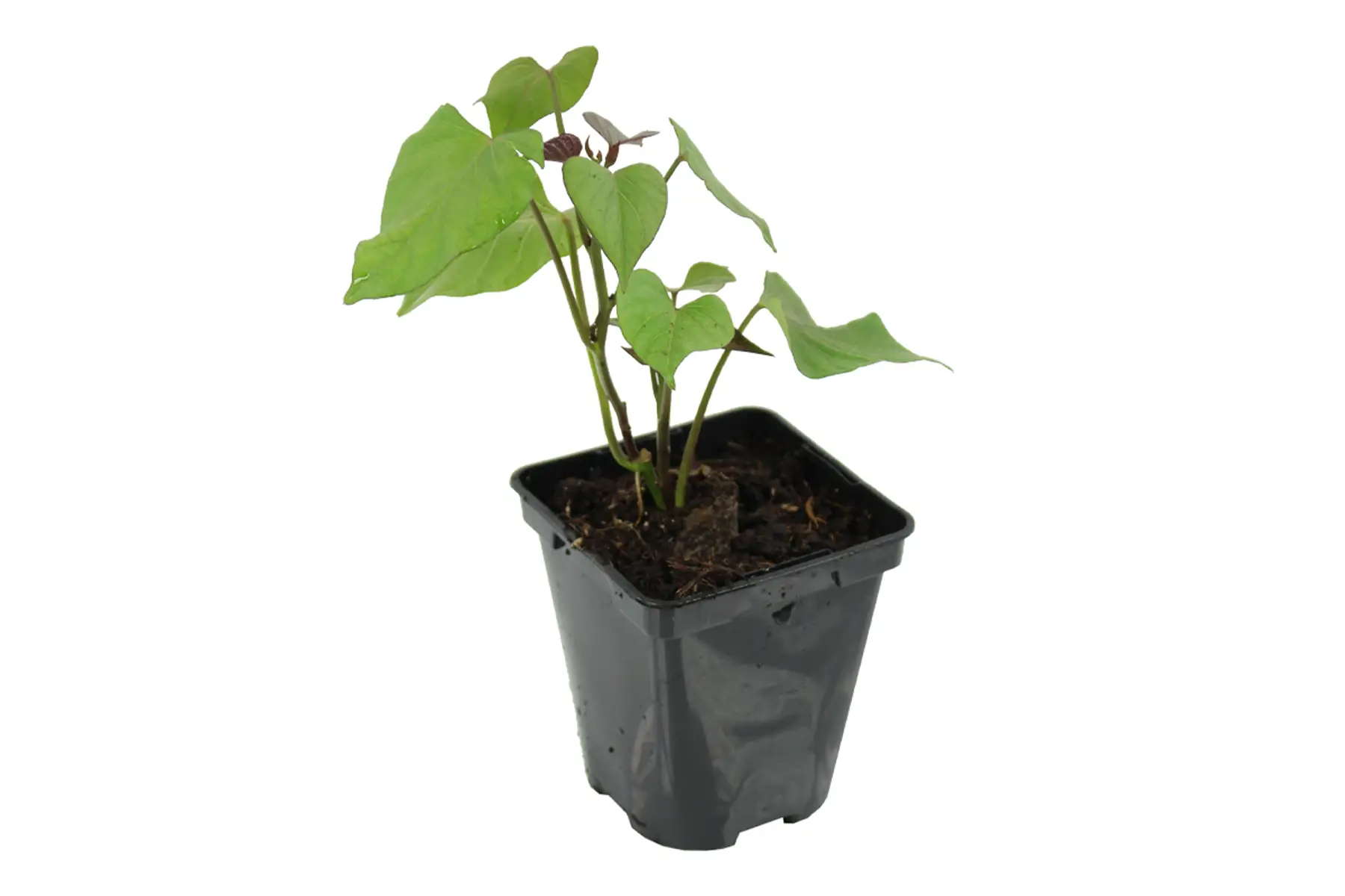 plant de patate douce