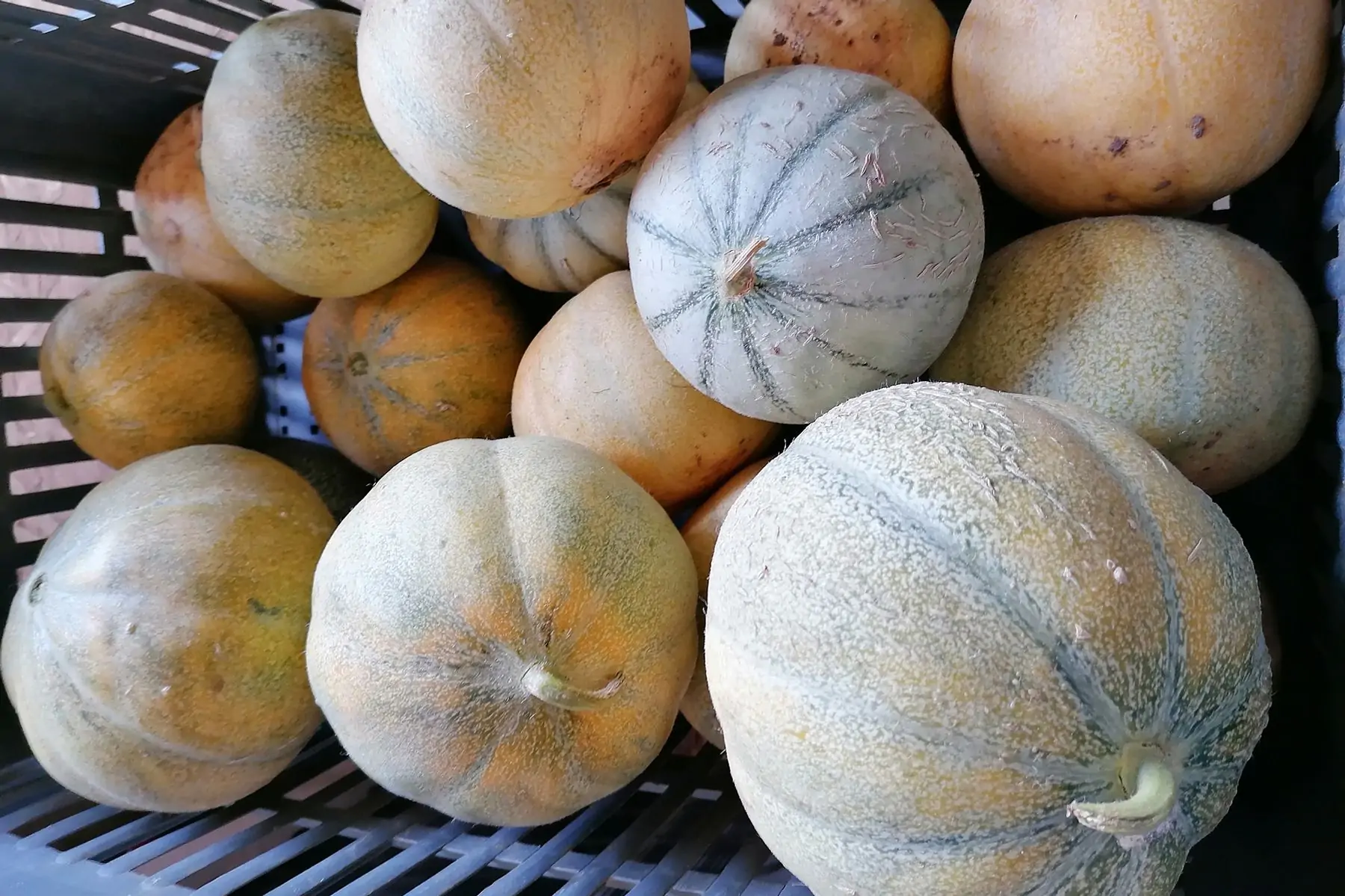 melon petit gris de rennes