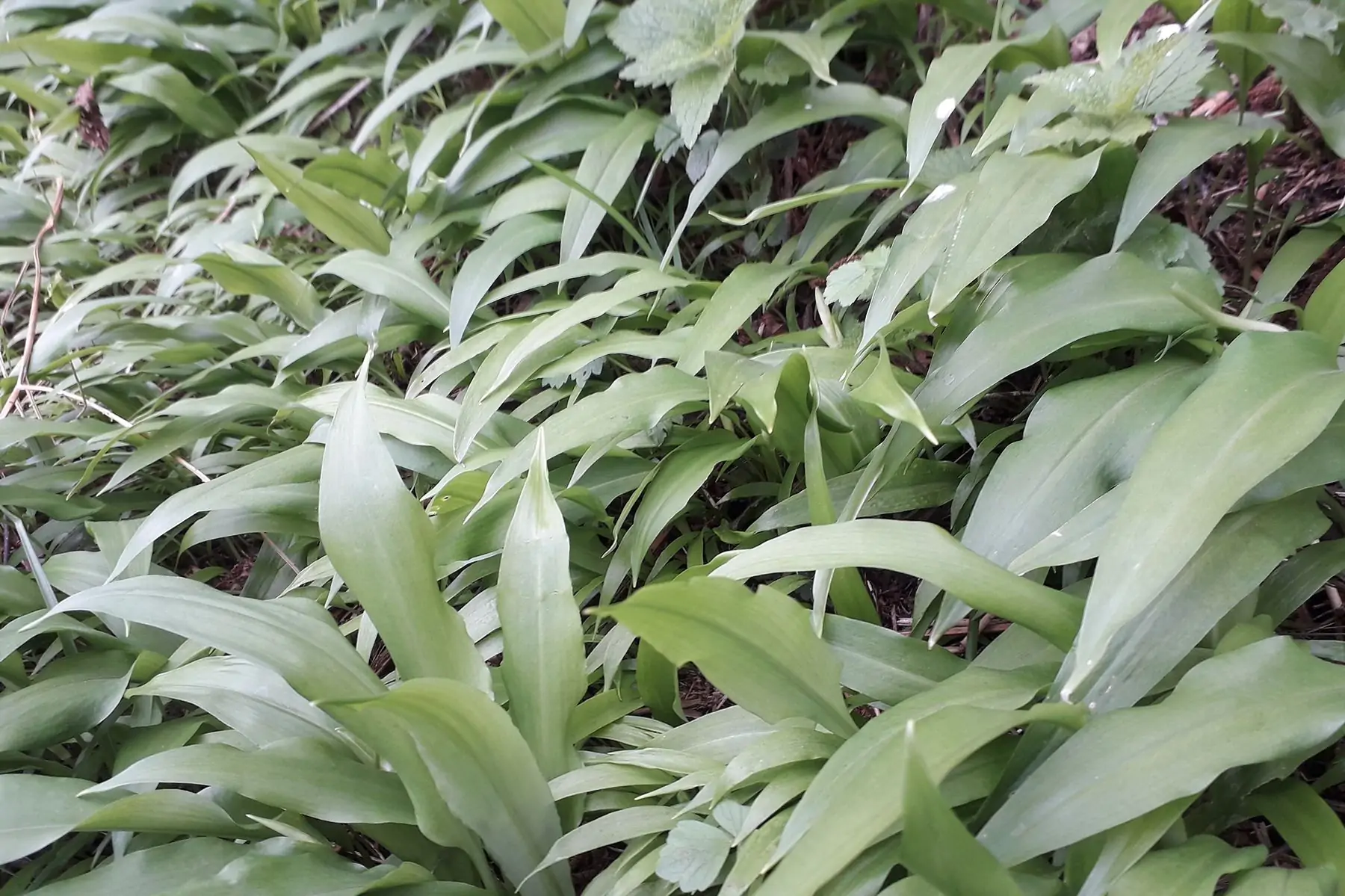 ail des ours (ail sauvage)