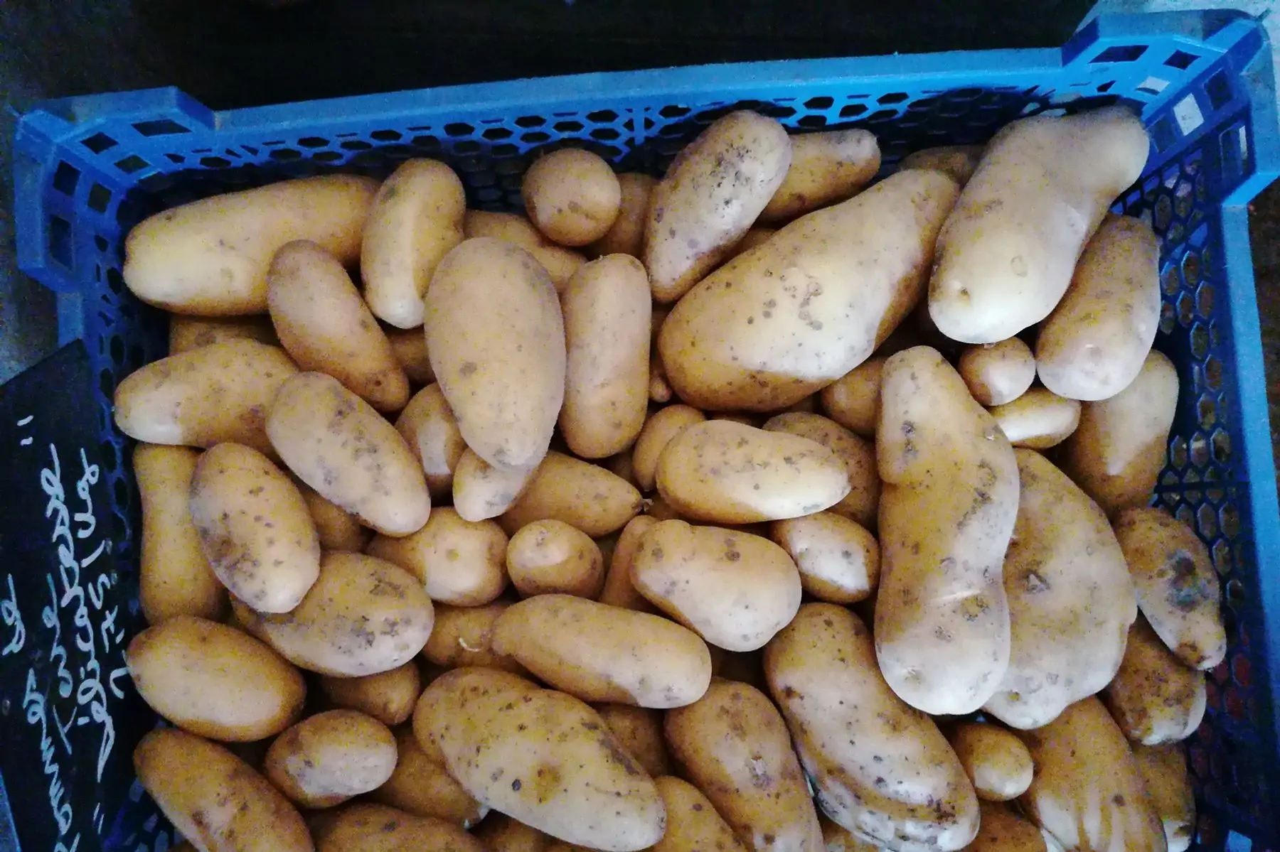 pomme de terre linzer délicatesse