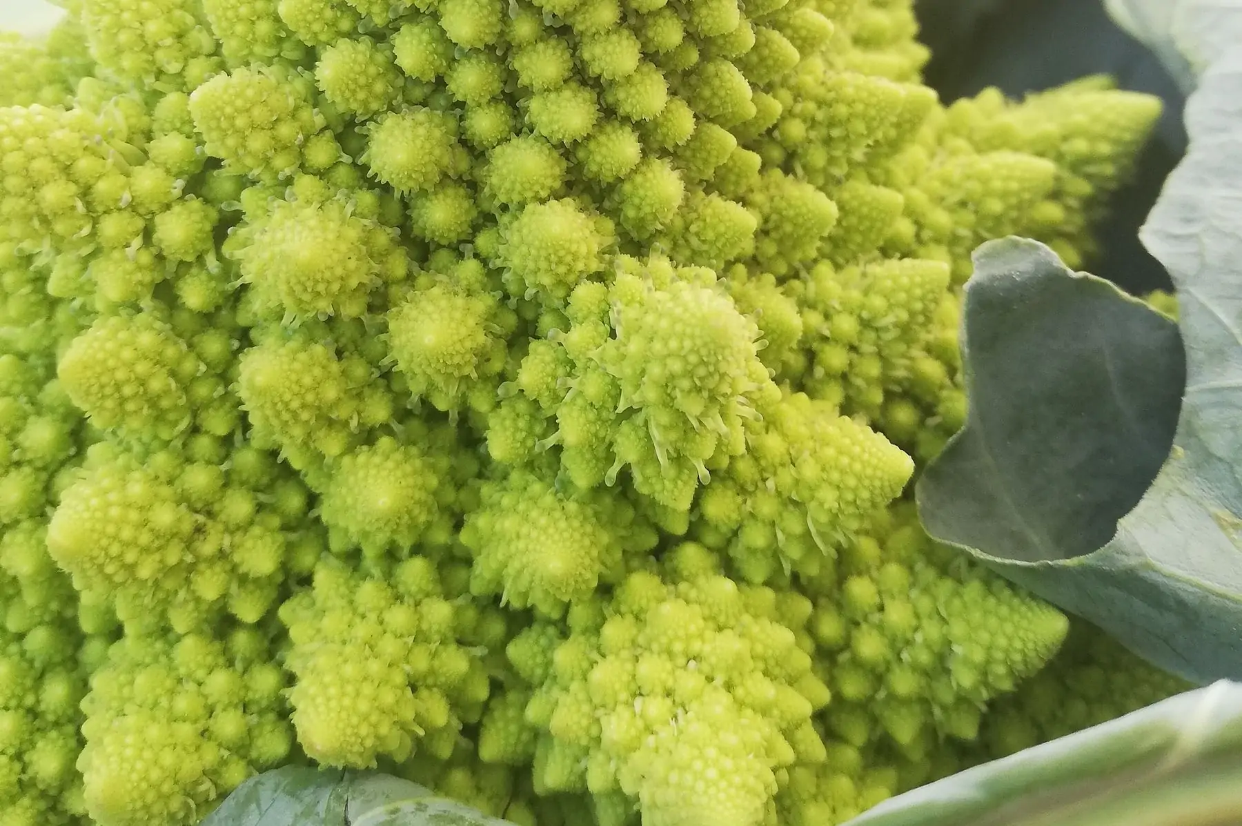 chou romanesco