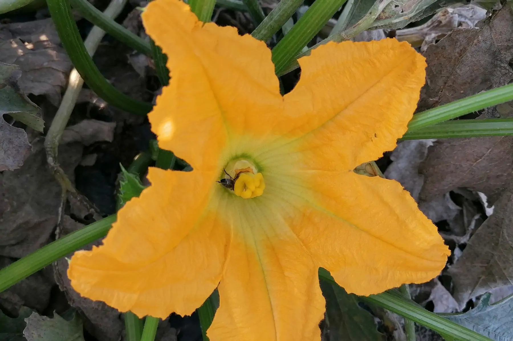 fleur de courgette