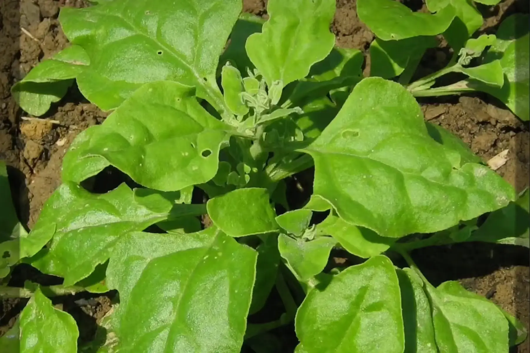 épinard d'été (tétragone)