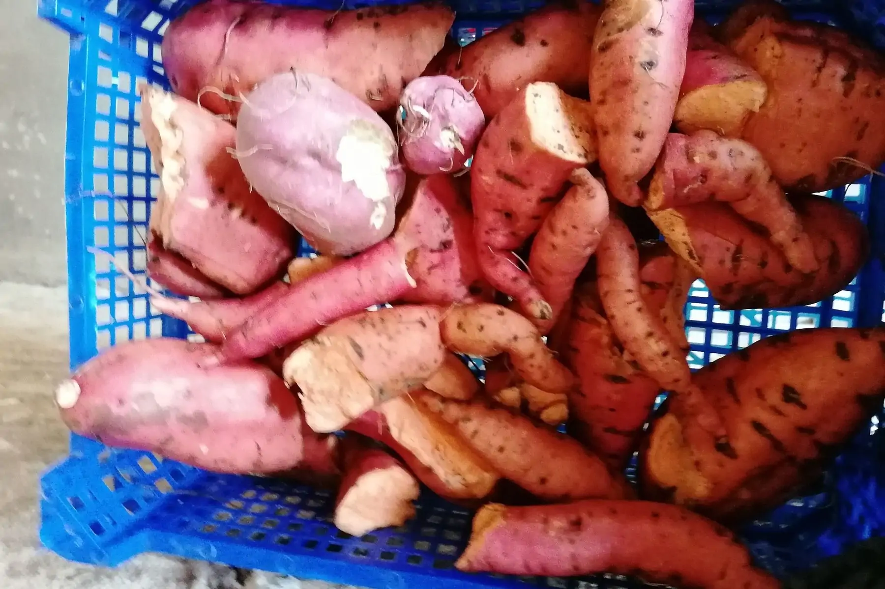 promotion patates douces déclassées