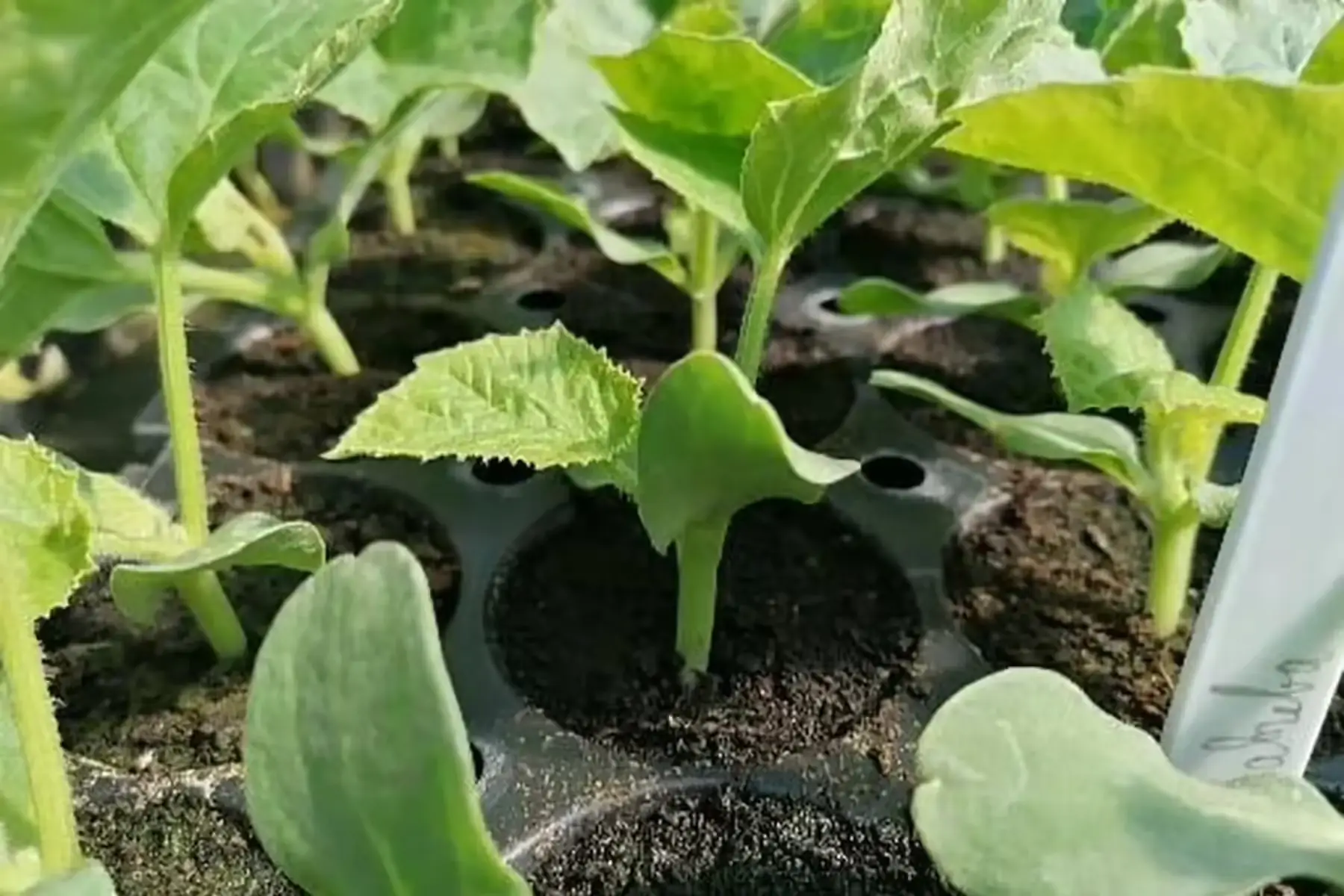 plant de melon (précommande et retrait s18 ou 19 selon si gel annoncé)