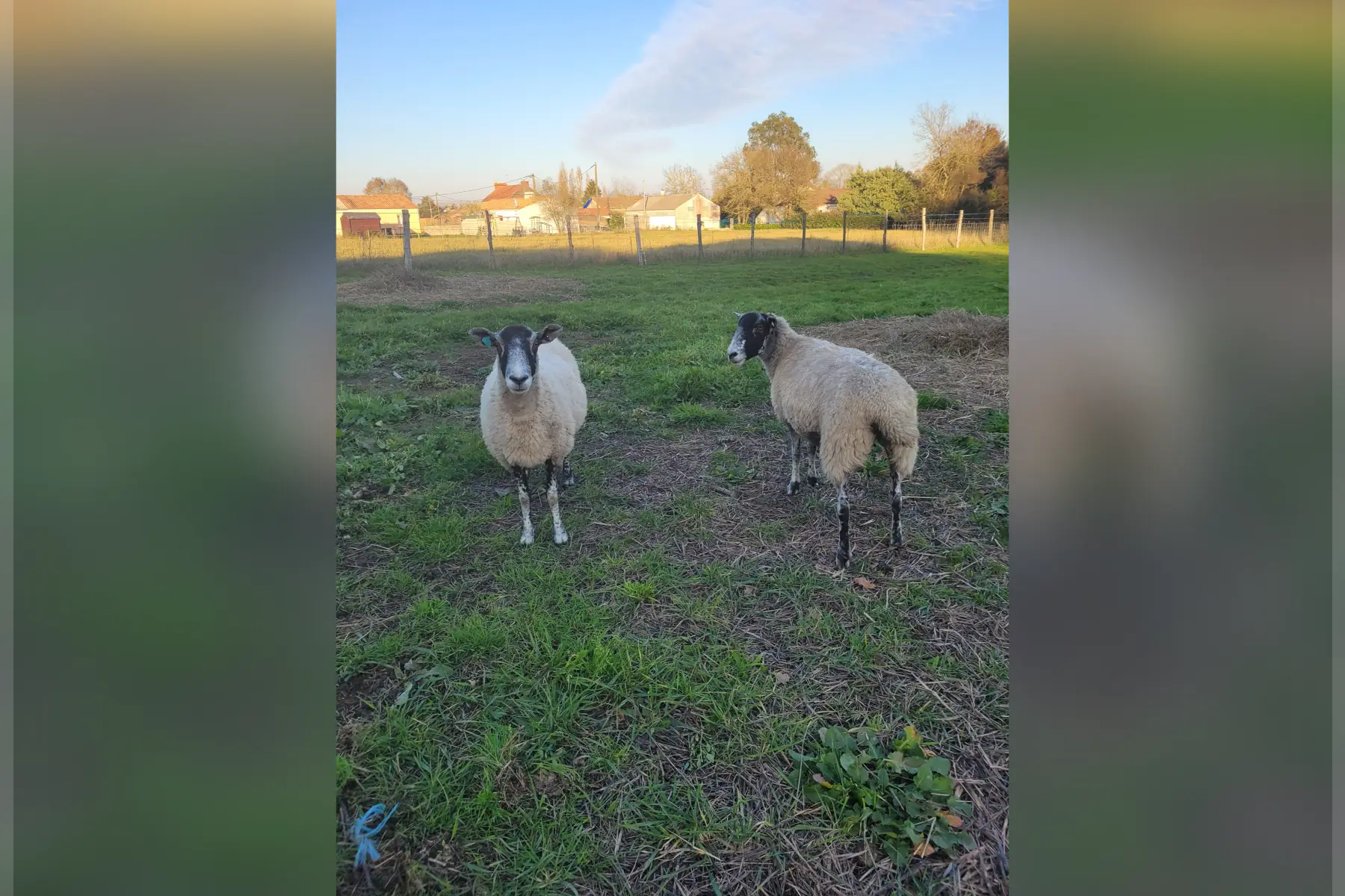 SCEA La bergerie de flo