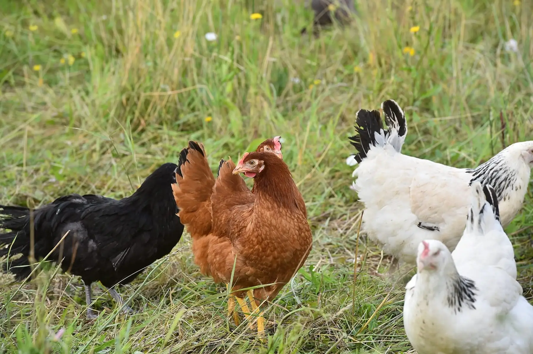 SCEA La bergerie de flo