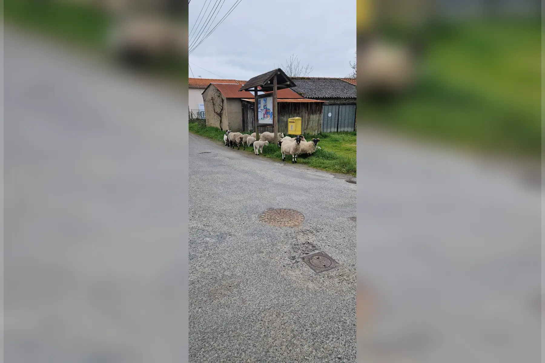 SCEA La bergerie de flo