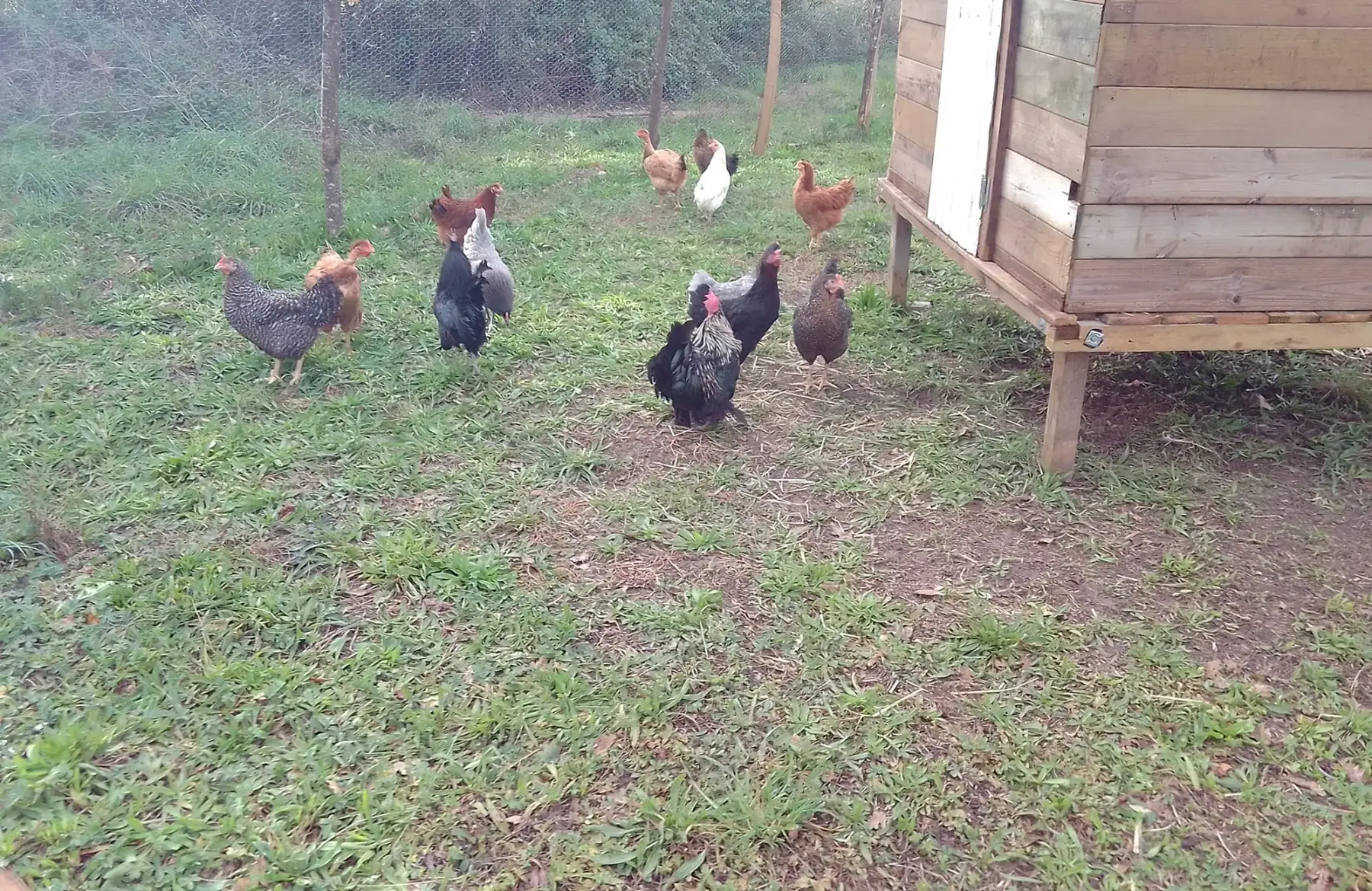 SCEA La bergerie de flo