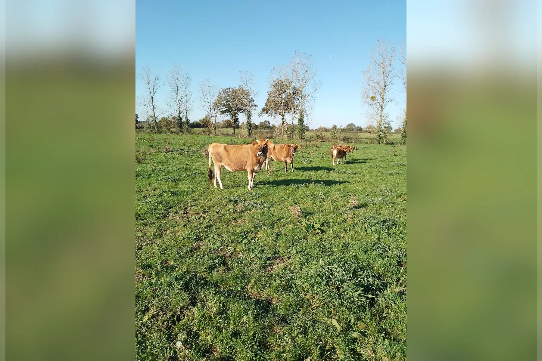 colis de viande bovine